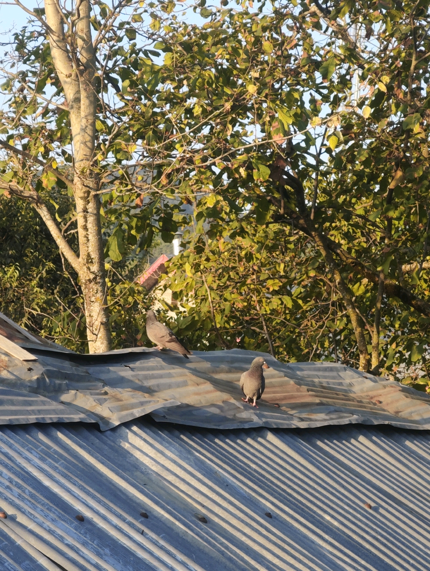 Two pigeons are perched on a corrugated metal roof. The roof is weathered and appears to be part of a dwelling. Behind the roof, there is lush green foliage from trees, suggesting a rural or semi-rural setting. The sun is casting long shadows across the roof, indicating it is either early morning or late afternoon. The scene is set in Kralpora, India, a place known for its natural beauty and agricultural landscape.