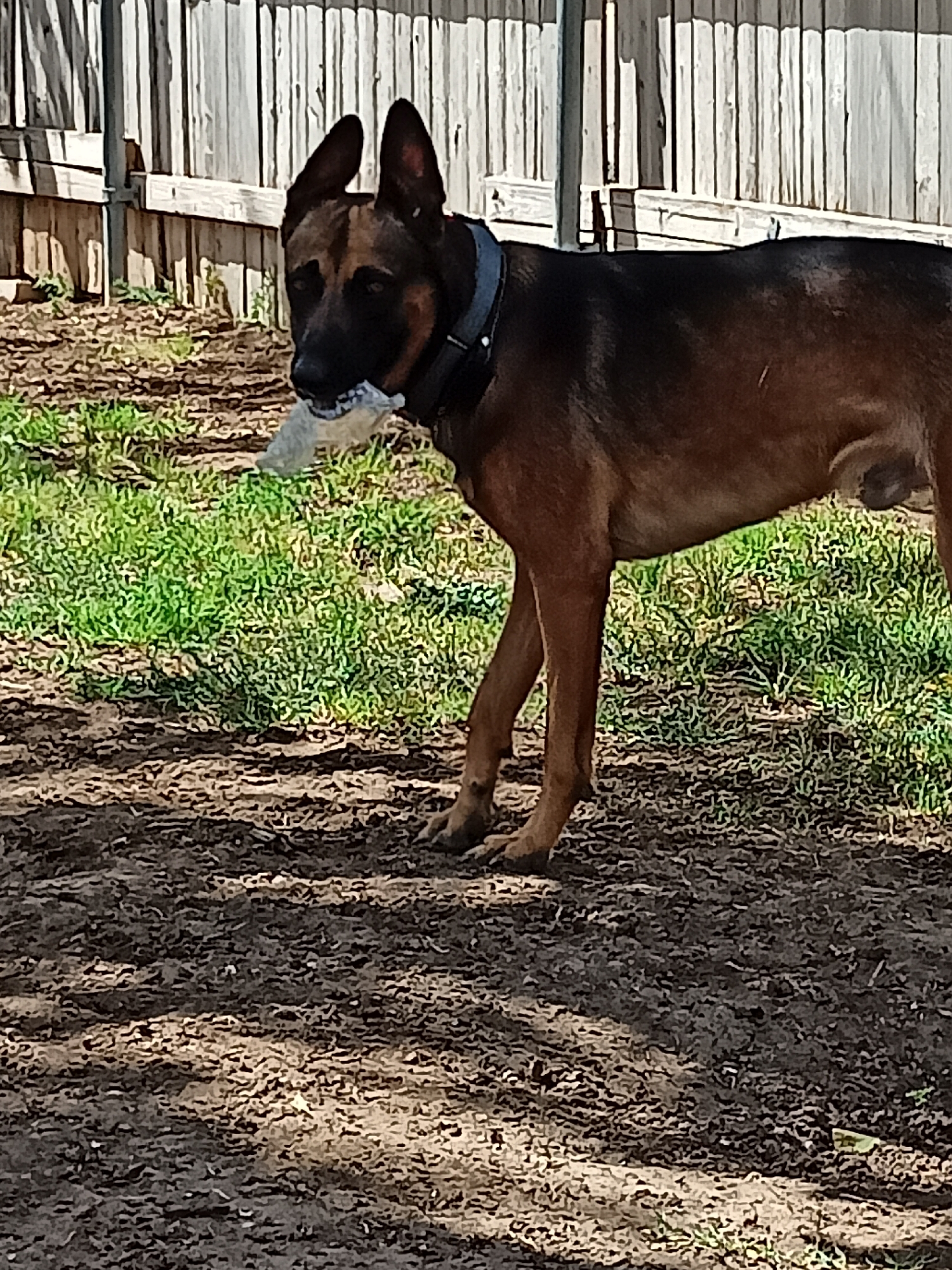 A German Shepherd stands on dirt and patchy grass, holding a white object in its mouth. The dog is medium brown and black with erect ears and is wearing a dark collar. Behind the dog is a wooden fence. The scene appears to be outdoors in a yard or park.