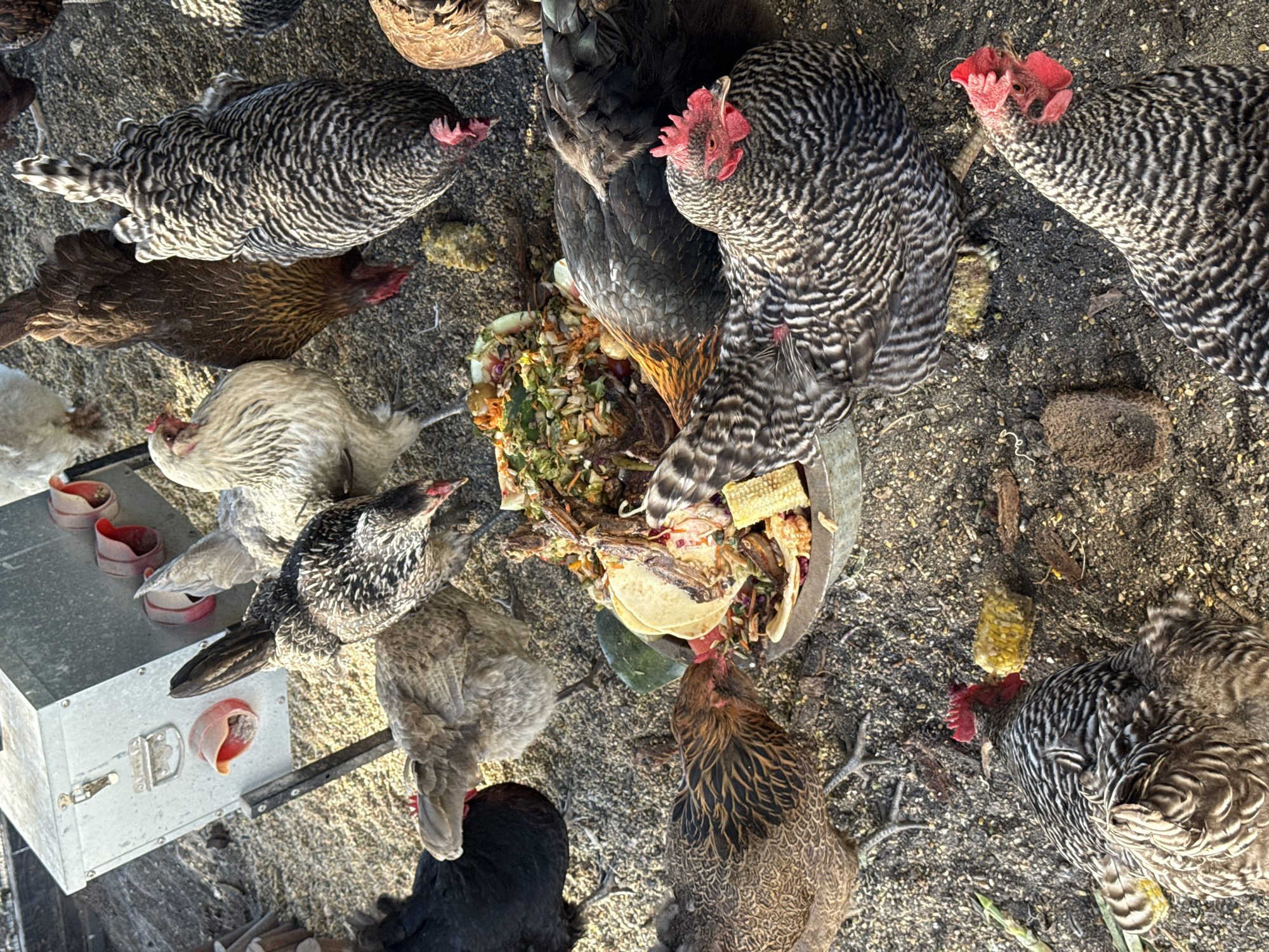 This is an overhead, eye-level, full shot of several chickens gathered around a bowl of food, likely in a coop or yard. The chickens are of various breeds and colors, including barred rock, black, and speckled. They are actively eating from the bowl, which contains a mixture of greens, corn, and other food scraps. In the background, a metal chicken feeder can be seen, with red openings where chickens would typically access feed. The ground is covered in dirt, gravel, and scattered feed. The lighting suggests it is daytime, possibly late afternoon given the shadows. The image does not provide any specific information to determine the location within the city of Vancouver, United States of America.