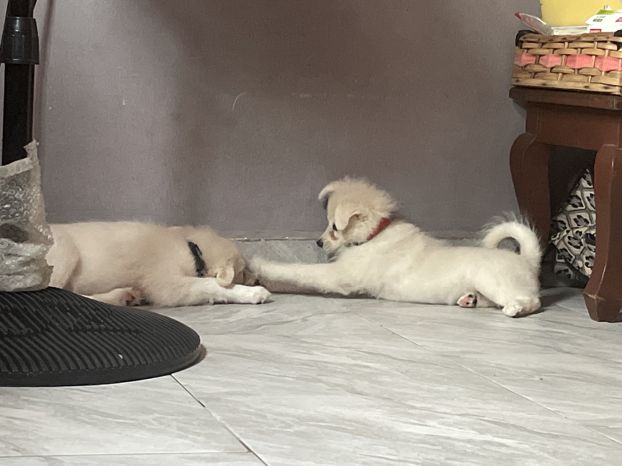 In a room in Iyafin, Nigeria, two fluffy white puppies are resting on a light gray tiled floor. The puppy on the left is lying down, facing away from the camera, with a black collar visible around its neck. The puppy on the right is lying on its side, facing left, with a red collar around its neck. Its front paws are extended towards the other puppy, and its tail is curled upwards. In the background, a dark-colored fan base is partially visible on the left, and a wooden furniture piece with a woven basket on top is on the right. The wall behind the puppies is a light gray color.