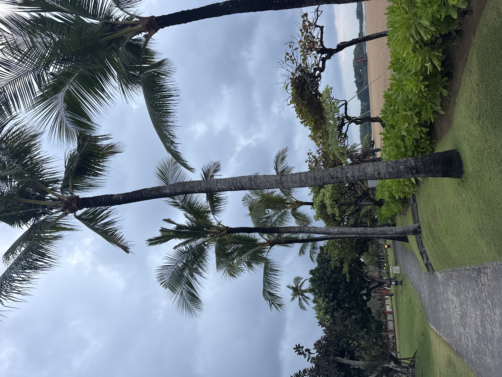 A paved walkway curves through a grassy area with palm trees and lush green foliage on a cloudy day. To the right of the walkway, a sandy beach borders the scene, with a few scattered trees and a hint of ocean in the distance. The overall impression is of a tropical resort or park setting.