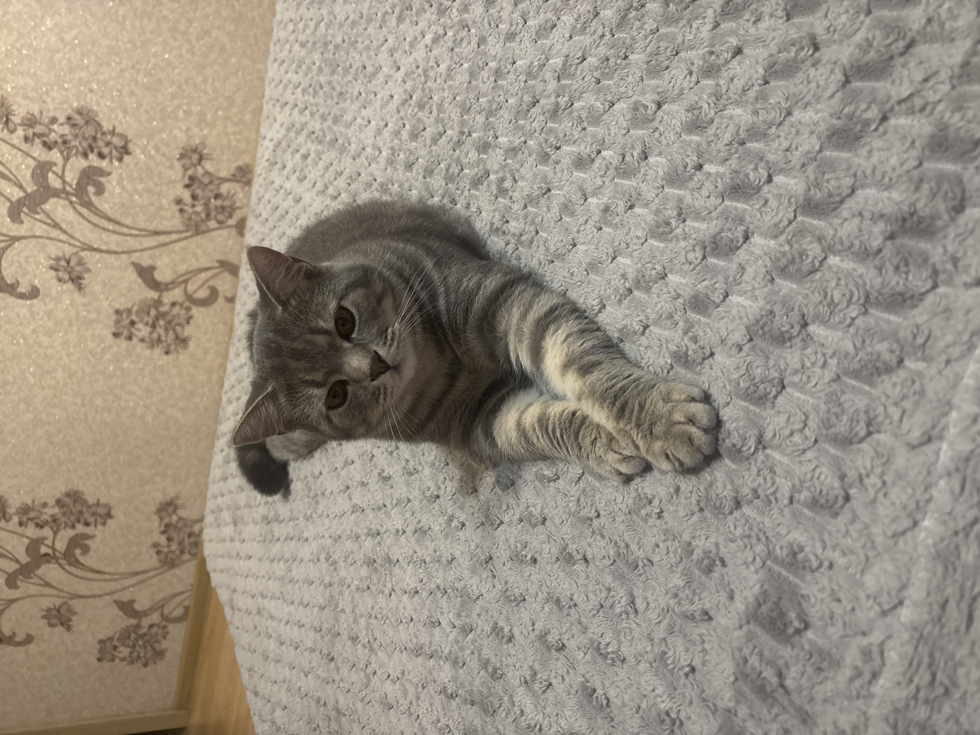 A gray tabby cat with white markings on its paws and chest lies on a textured gray blanket. The cat is facing the camera, with its front paws crossed. The background consists of a wall with floral wallpaper. The scene appears to be indoors. The image does not provide information about the city of Pinsk, Belarus, or any specific location within it.