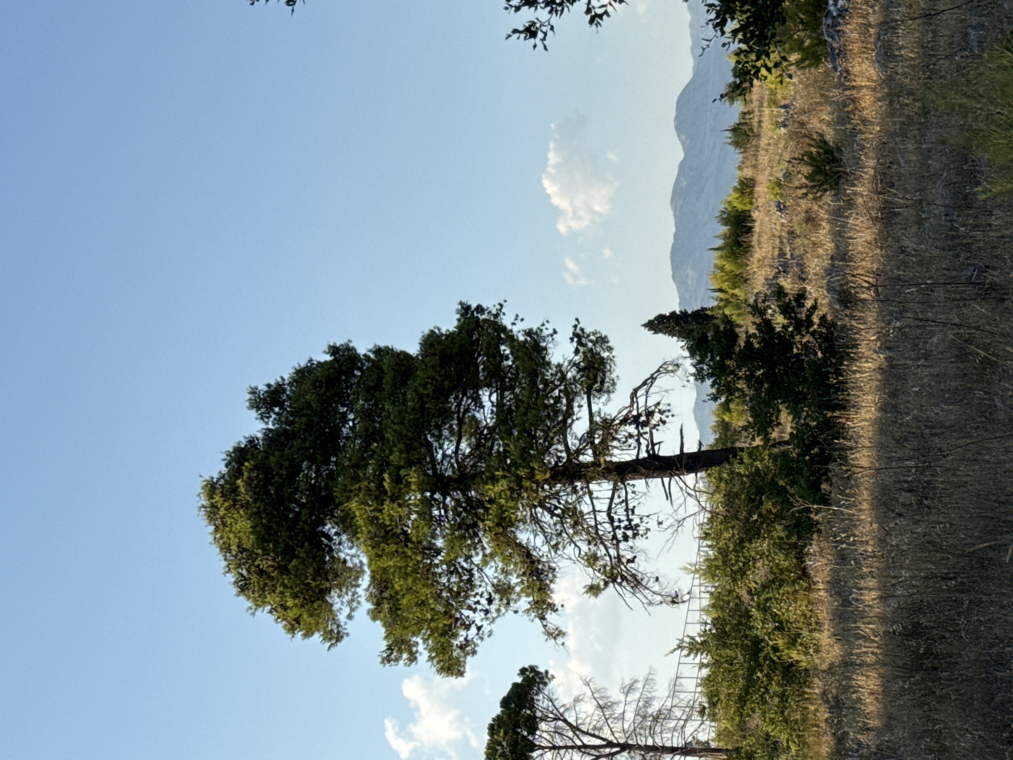A tall, dark-barked pine tree with a dense green canopy stands prominently in the foreground, slightly off-center to the left. It is set against a clear, pale blue sky with a few wispy white clouds. To the left of the main pine, another, sparser pine tree with a lighter trunk is visible, its branches bare in places.
The ground in front of the trees is covered in dry, golden-brown grass and scattered rocks. Behind the grass, a dense line of green shrubs and smaller trees forms a thicket. Beyond this vegetation, a low, rolling range of mountains with a hazy, bluish hue is visible on the horizon. The overall impression is a natural, somewhat arid landscape under a bright sky. The image is taken outdoors, likely during the daytime.