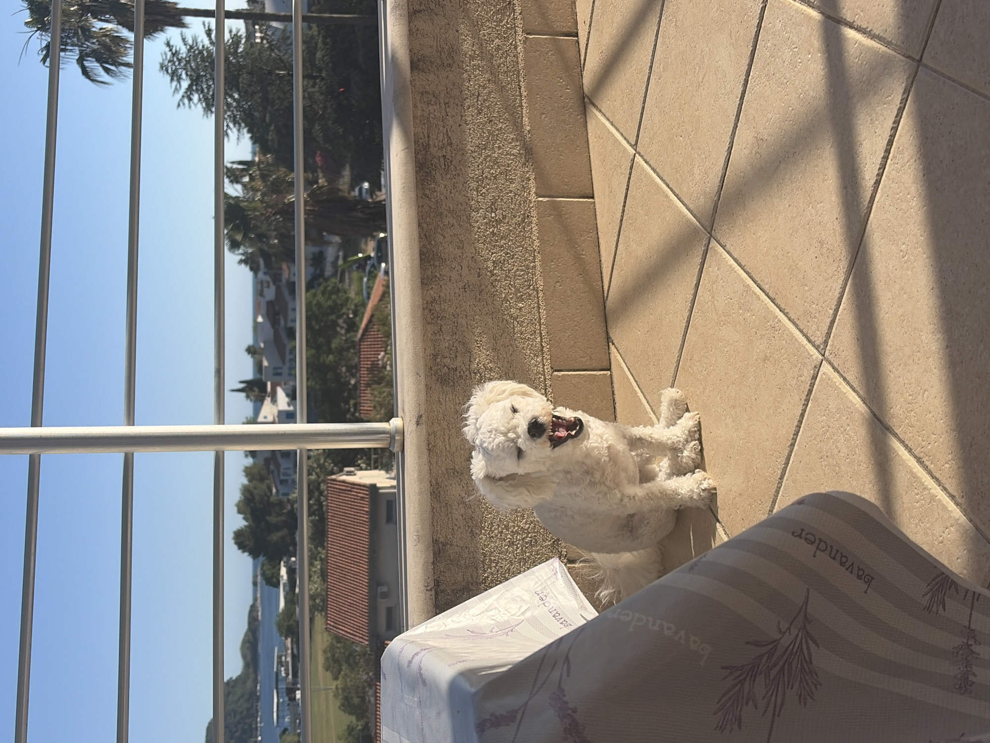 The image displays an outdoor balcony scene under a clear blue sky, situated in a coastal area resembling Budva, Montenegro. A small, white, shaggy-haired dog is seated on light beige tiled flooring in the immediate foreground, with its mouth open as if yawning or barking. To the left, a portion of a table covered by a light-colored tablecloth is visible, featuring vertical stripes and illustrations of lavender sprigs with the word "lavander" printed vertically. Shadows are cast across the tiled floor, suggesting direct sunlight. The balcony wall is textured and light brown, topped by a metallic railing composed of several horizontal bars and a single prominent vertical bar, through which the background is viewed.
Beyond the railing, a panoramic vista unfolds. To the left, a body of water, likely a bay or the sea, contains several boats. A verdant, tree-covered landmass, possibly an island or peninsula, is visible in the middle distance. Across the midground and background, numerous white-walled buildings with red-tiled roofs are interspersed among abundant green foliage, including visible palm trees, characteristic of a Mediterranean coastal town. The sky is uniformly clear and blue.