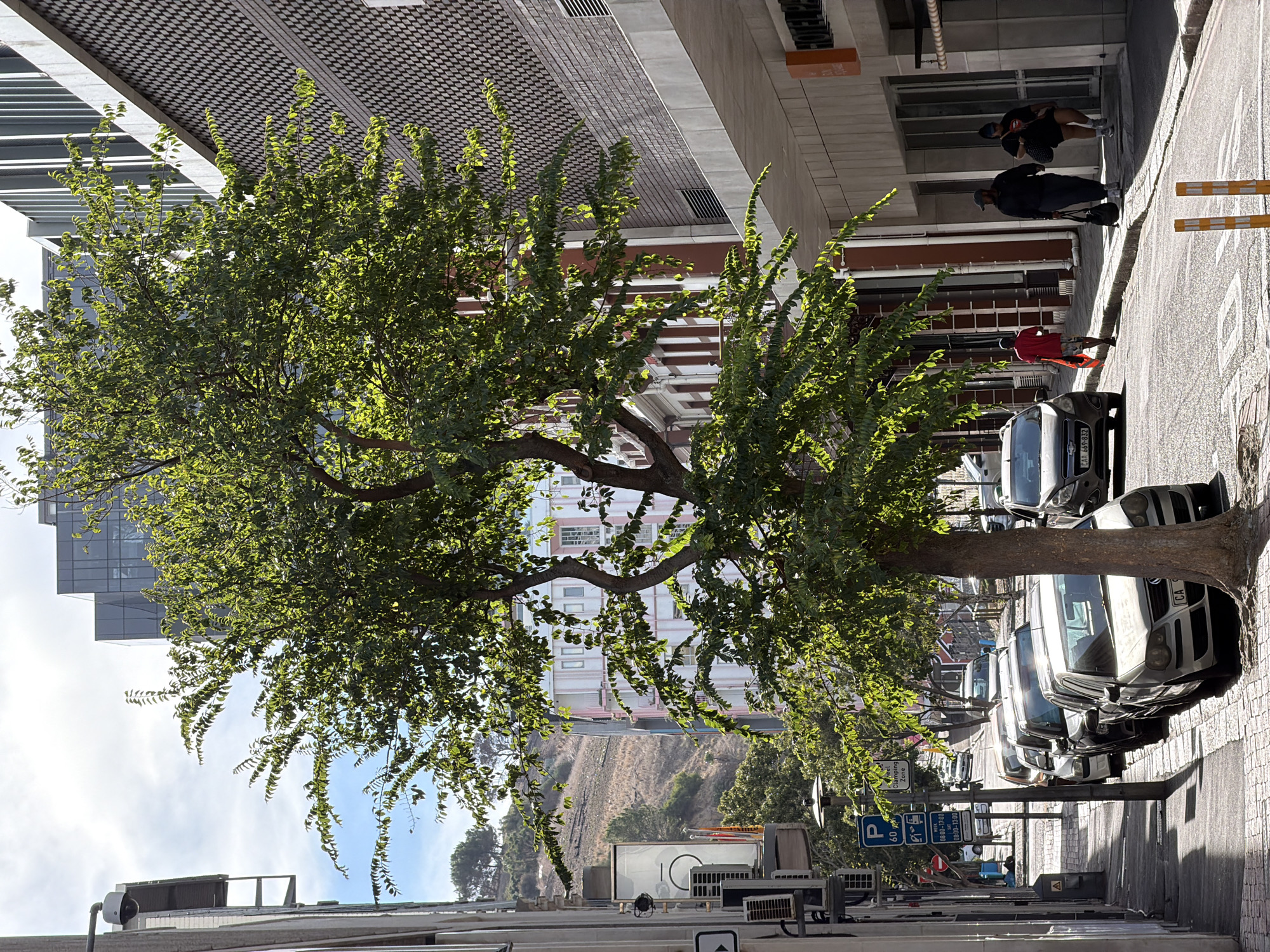 A street scene in Cape Town, South Africa, shows a tree prominently in the foreground, its foliage obscuring views of buildings in the background. Cars are parked along the right side of the street, partially shaded by the tree. On the sidewalk, three people are walking in the same direction. A red traffic cone stands beside a car. Street signs are visible, including parking regulations and a reference to a "Clamping Zone."