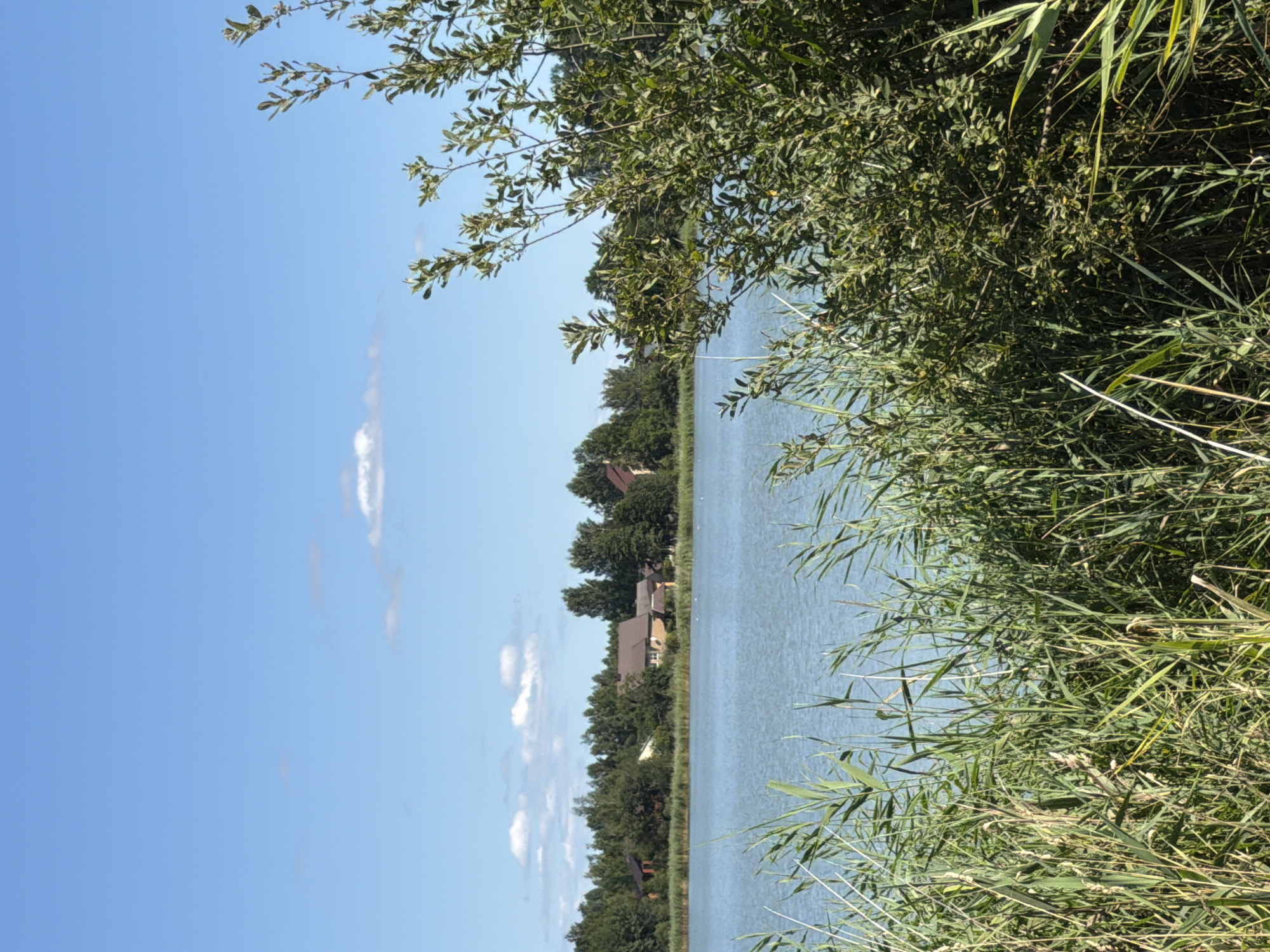 This is an eye-level, medium shot of a calm lake with a residential area in the background. In the foreground, tall green reeds and a leafy bush partially obscure the view of the lake. The lake water is a light blue-green and reflects the clear blue sky with scattered white clouds. Across the lake, a line of green trees forms the backdrop for several houses with brown roofs. The houses are nestled amongst the trees, suggesting a semi-rural or suburban environment. The scene appears to be a sunny day. There are no people or animals visible in the image.