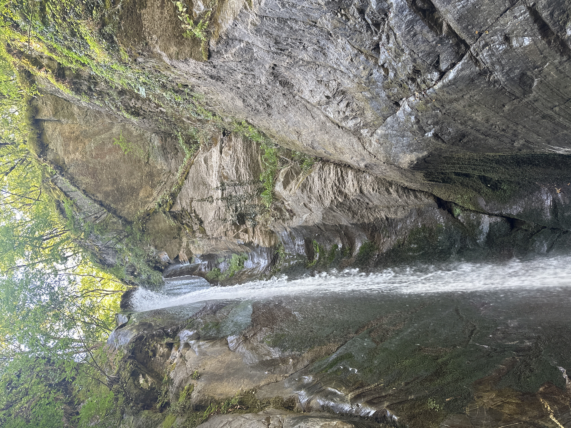 A waterfall cascades down a sheer rock face in a narrow gorge. Lush green trees and foliage overhang the top of the gorge, their branches reaching towards the sky. The rock walls are textured and varied, with some sections appearing smooth and wet from the water, while others are rough and covered in moss and vines. The water itself is a bright white stream, contrasting with the darker tones of the rock. The lighting suggests it is daytime, with sunlight filtering through the trees, creating dappled patterns on the rock and water. This scene appears to be in the natural environment of Kamena, Bulgaria, a region known for its geological formations and waterfalls.