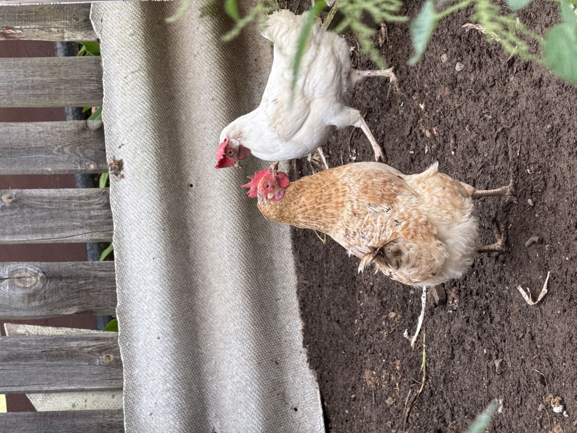 Two chickens are on the ground outdoors. One chicken is white and the other is light brown. The white chicken is standing and facing left. The light brown chicken is standing and facing right. The ground is dirt. To the left of the chickens is a wooden fence and a piece of gray fabric. The scene appears to be a farm or backyard.
