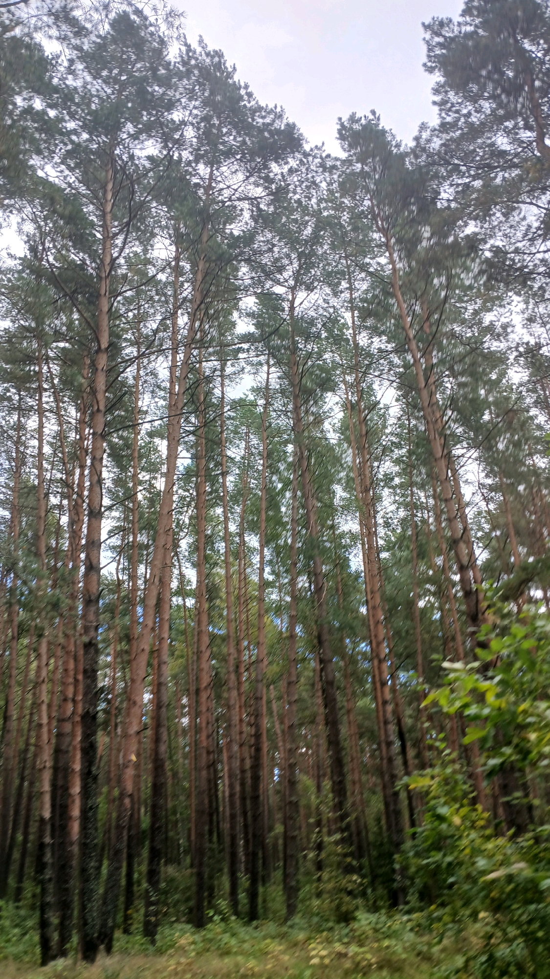 The image depicts a dense forest of tall pine trees with predominantly brown, textured bark. The ground is covered with green foliage and some dry leaves, suggesting an outdoor, natural environment. The sky above is overcast, with a pale, diffused light. The scene is located in Visaginas, Lithuania. There are no people or animals visible in the image, and no specific actions or interactions are occurring. The focus is on the natural landscape of the forest.