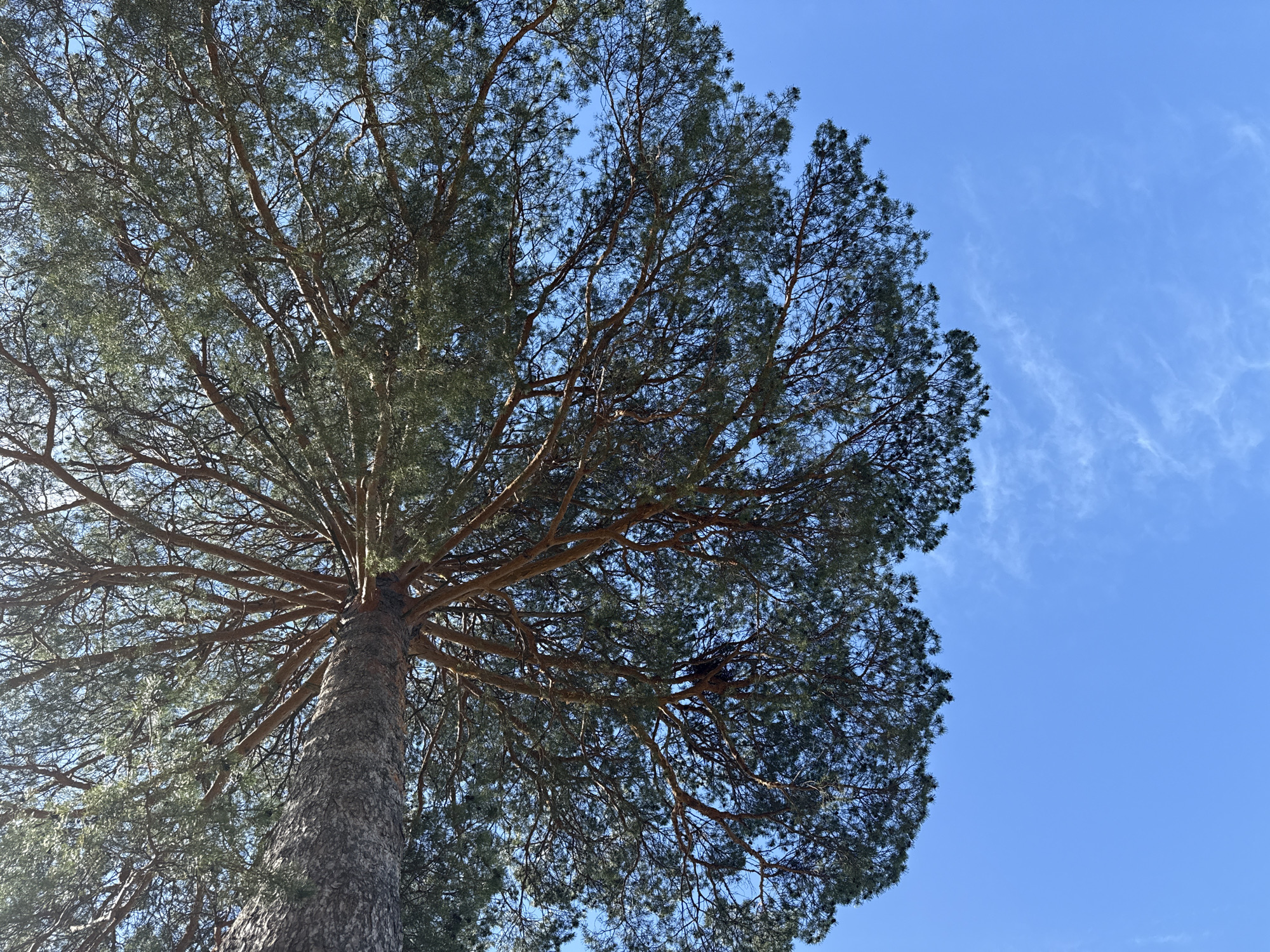 A low-angle shot captures a tall, mature tree against a clear, blue sky with wispy clouds. The tree's trunk is thick and textured. Branches extend outwards, partially obscured by dense foliage. The tree appears to be a pine, based on needle-like leaves. No people, animals, or man-made objects beyond the tree are visible. The location within Votkinsk, Russia, cannot be determined from the image alone.