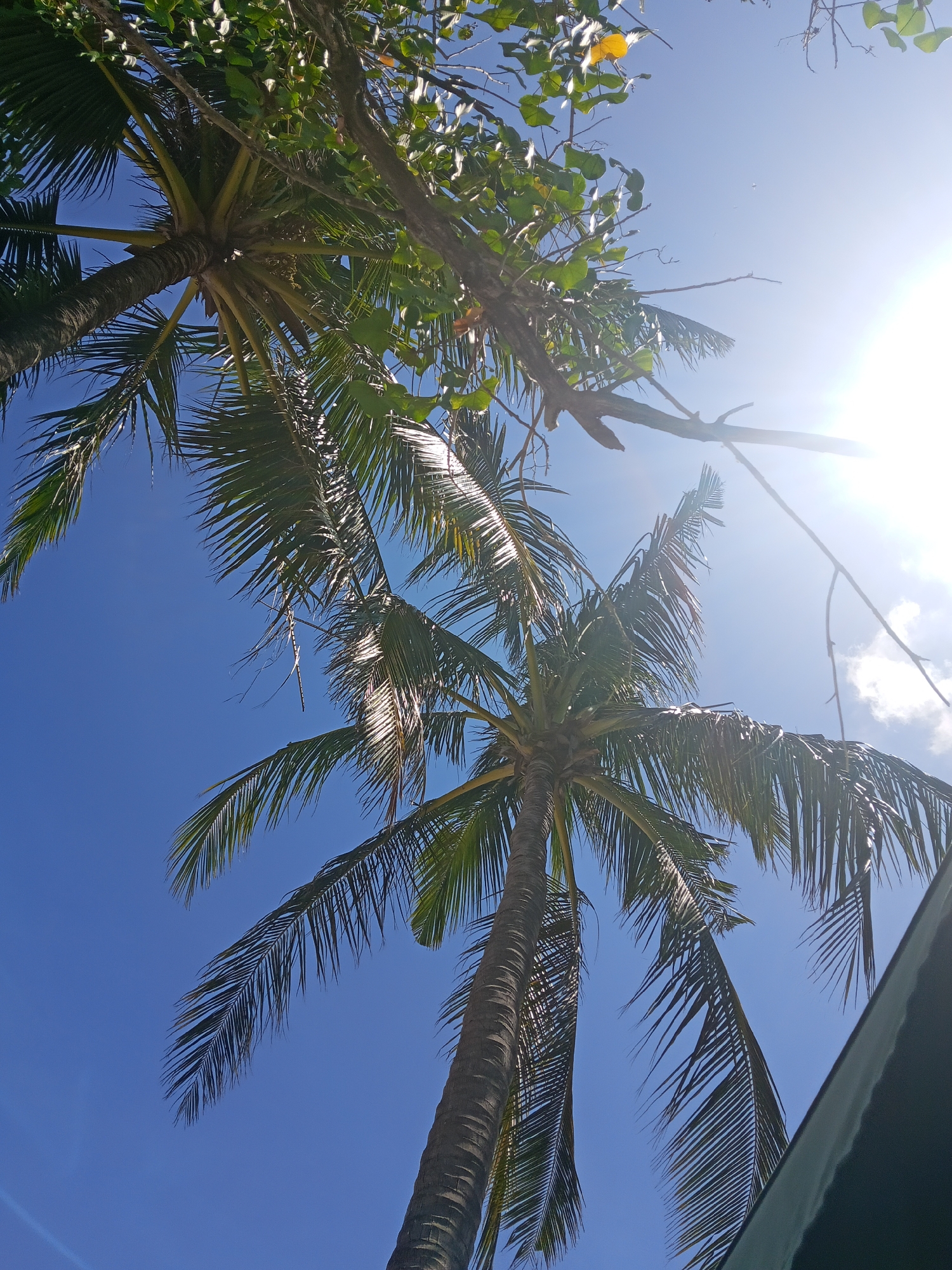 This is a low-angle shot of several palm trees against a clear blue sky with a bright sun glinting. The image was taken in Kuta, Indonesia. The palm trees are the main subjects, with their fronds reaching upwards and outwards, some silhouetted against the bright sky and sun. The rough texture of the palm trunks is visible. There are also some branches and leaves from other vegetation in the upper part of the frame. A small section of what appears to be a dark green canopy or awning is visible in the lower right corner. The overall impression is one of a sunny, tropical environment.
