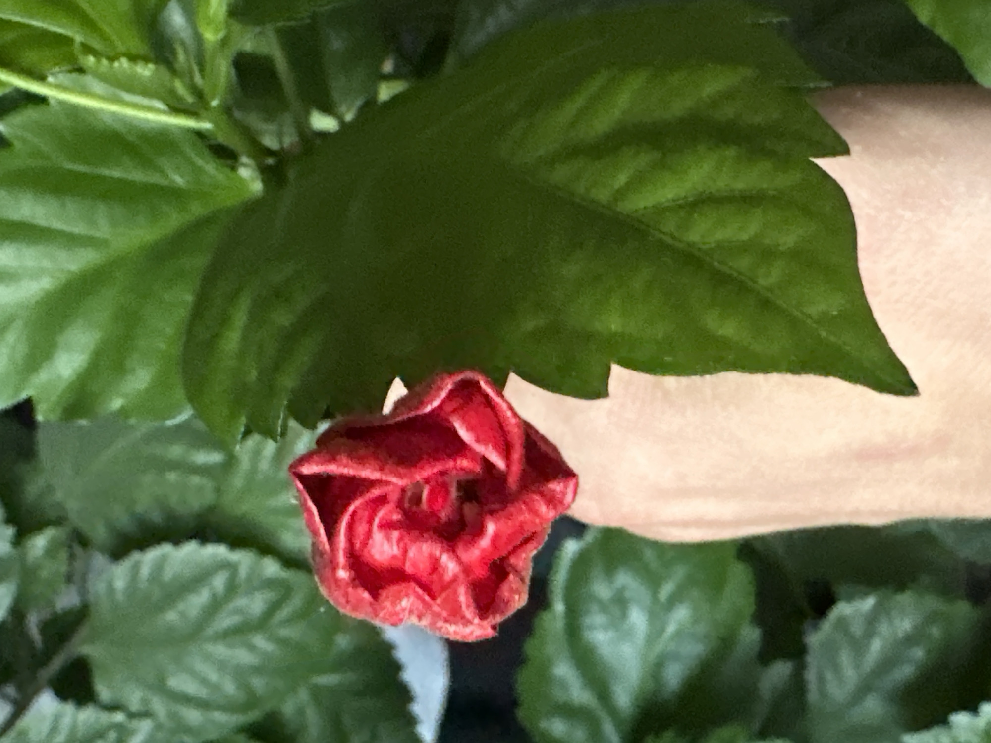 A close-up shot depicts a red hibiscus bud, not yet in full bloom, nestled among green leaves. A human hand is partially visible behind one of the leaves. The location in the city of Biysk, Russia, is not discernible from the visual information provided.