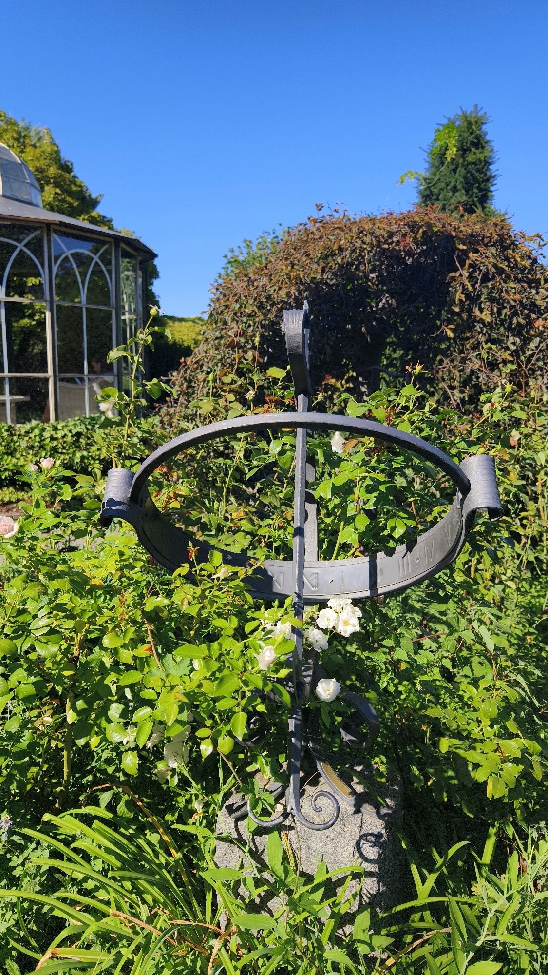 In a sun-drenched garden in Langenlois, Austria, a wrought-iron sundial stands amidst lush greenery and white roses. The sundial, weathered and detailed, features Roman numerals etched into its circular face. In the background, a charming glass conservatory with arched windows peeks through the foliage, hinting at a serene and well-maintained landscape. The clear blue sky above provides a vibrant contrast to the natural tones of the garden, creating a peaceful and picturesque scene.