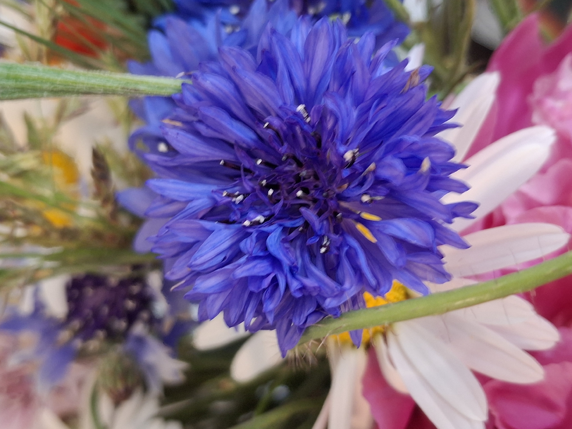 A close-up, vertically oriented, eye-level shot captures a bouquet of flowers. The primary focus is a vibrant, deep blue cornflower in the foreground, its intricate petals radiating outward. To the left and slightly behind, a white daisy with delicate petals is visible. The background is a soft blur of various colors, including shades of pink, purple, yellow, and green, suggesting other flowers and foliage. The lighting appears natural and soft. There are no people or visible signs of urban life. The image provides no specific information about its location within Lēdmane, Latvia.
