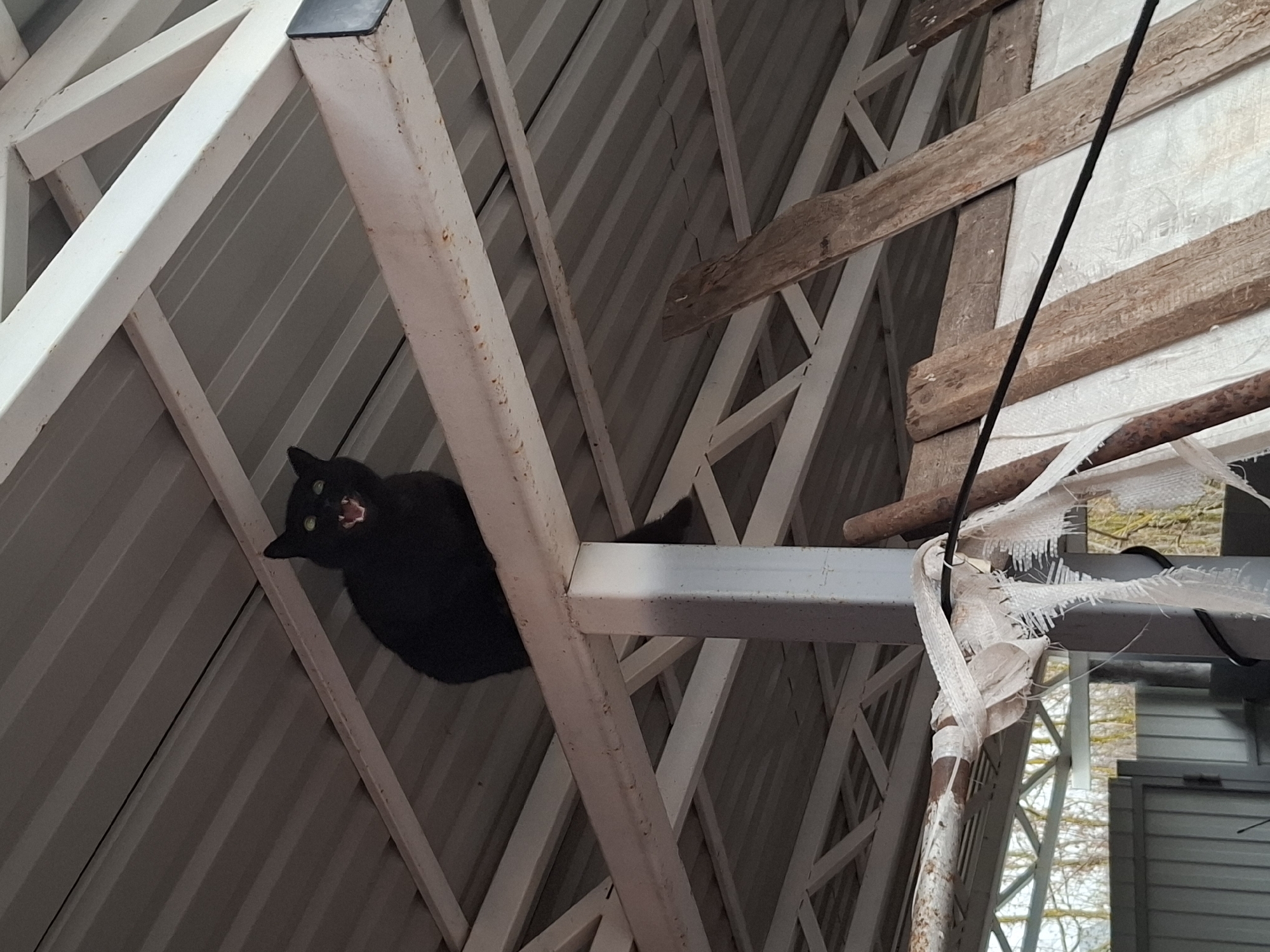 A black cat is perched on a white metal structure, possibly part of a roof or building support, with its mouth open, as if yawning or hissing. The structure is within an outdoor environment. The background includes corrugated metal and wooden beams. The location is Khlevnoye, Russia.