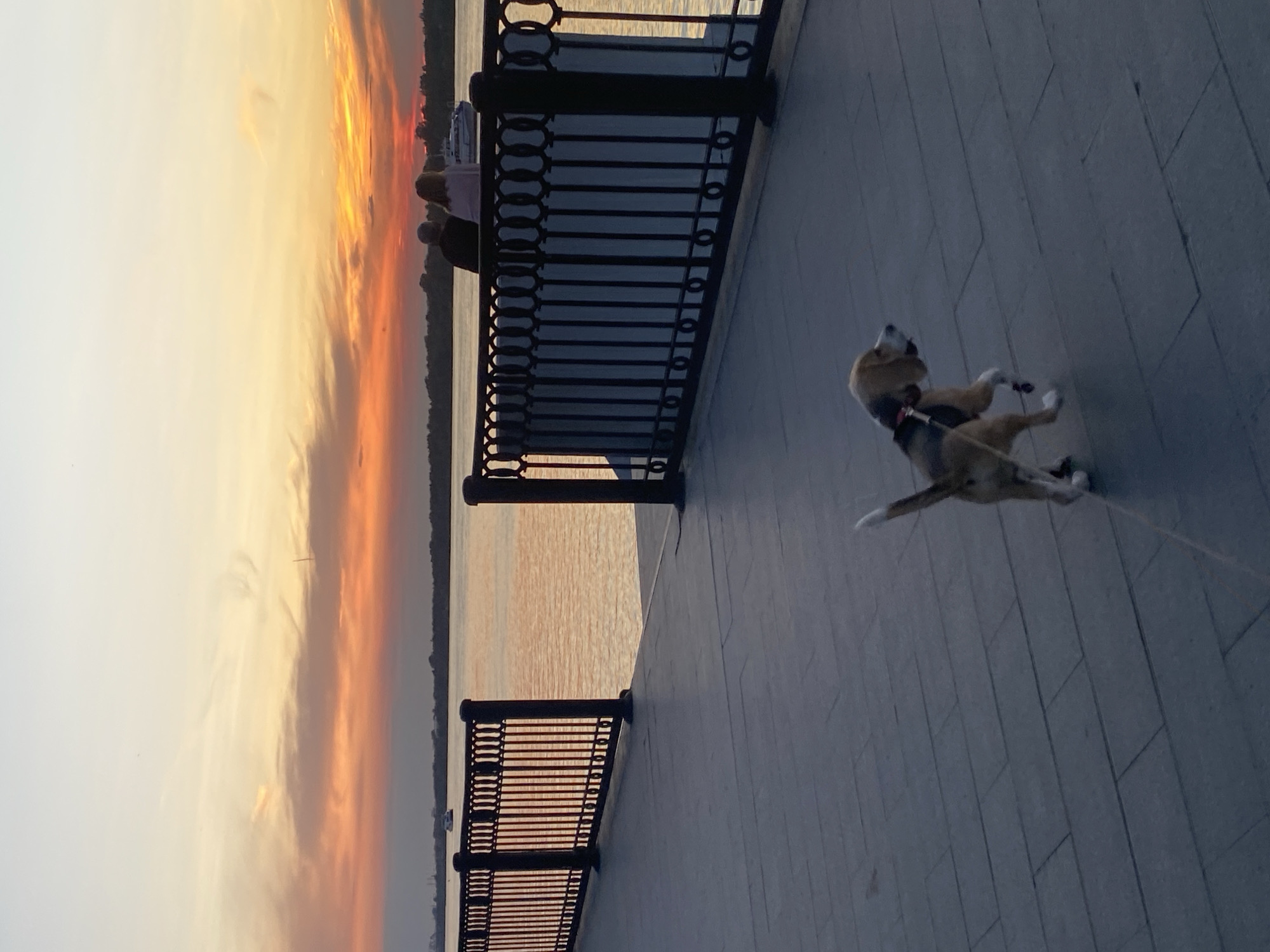 The image depicts a serene sunset scene along a waterfront promenade in Perm, Russia. A beagle on a leash is walking away from the viewer on the left side of the frame, its tail raised. In the background, a black metal fence runs along the edge of the promenade, separating it from a body of water. Two figures, appearing to be a couple, are seated on a bench behind the fence, facing the water and the vibrant sunset. The sky is ablaze with hues of orange, yellow, and pink, with scattered clouds. A boat is visible on the water in the distance. The promenade is paved with large, rectangular tiles.
