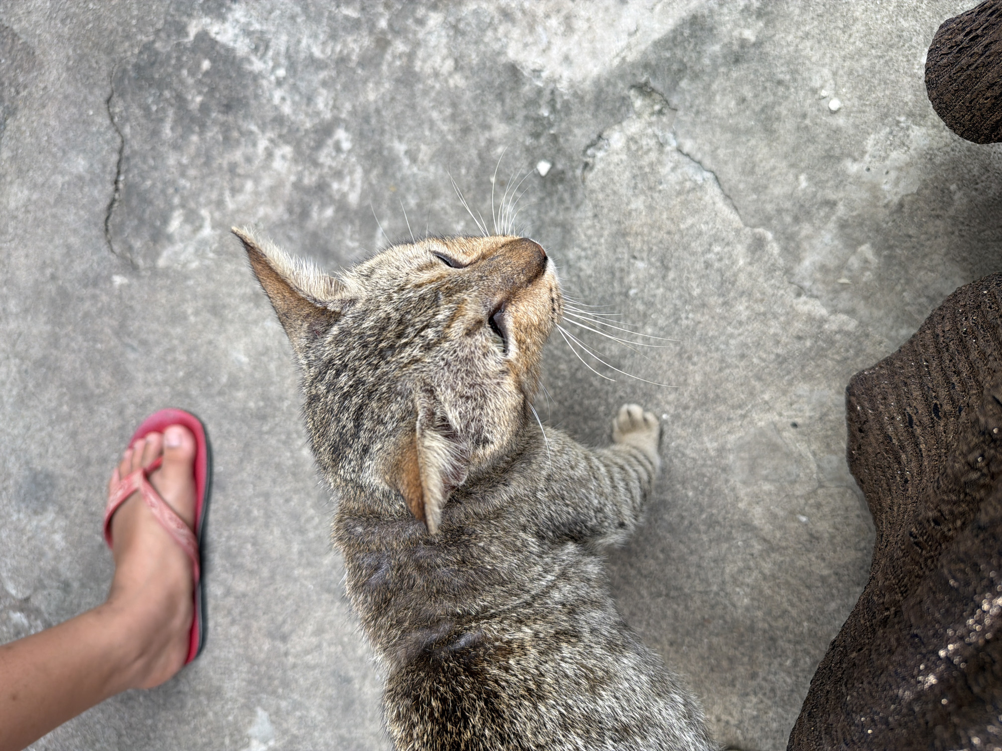 An overhead shot captures a tabby cat with its body angled towards the left, its head turned to the right. The cat's fur displays a mix of grey and brown stripes. Its right paw is visible, extended forward. In the upper left quadrant, a person's left foot is seen wearing a pink flip-flop. The ground is a concrete surface, appearing weathered and slightly cracked in places. In the lower portion of the image, two dark brown, textured objects are partially visible, appearing to be furniture or decorative elements. The scene is set on a concrete pavement, likely an outdoor area.