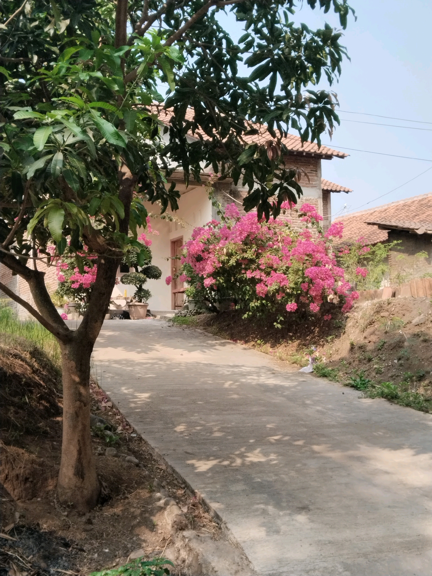 This image depicts a pathway leading towards a simple building with a terracotta-tiled roof in Pakulaut, Indonesia. A mature tree with large green leaves stands prominently in the foreground to the left, its trunk thick and gnarled. To the right of the pathway, a vibrant cluster of bright pink bougainvillea bushes is in full bloom, their color contrasting with the muted tones of the building and the natural surroundings. The pathway itself is made of concrete and is partially shaded by dappled sunlight filtering through the tree's leaves. The ground beside the pathway is uneven, with patches of dry earth and sparse vegetation. The building appears to be a residence, with a closed wooden door visible. The sky above is clear and pale blue, indicating a sunny day. There are no people or animals visible in the scene. The overall impression is one of a serene, rural setting in Indonesia.