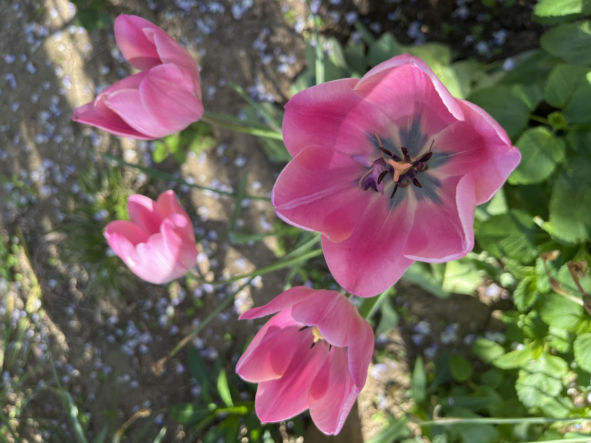 A high-angle shot depicts four pink tulips in a garden-like setting. The largest tulip is fully open, revealing a dark center with black and purple anthers and a yellow stigma. Two of the other tulips are partially open, while the fourth is tightly closed. The background consists of soil, small green plants, and scattered blue flower petals. The location appears to be in a garden setting. No people are present.