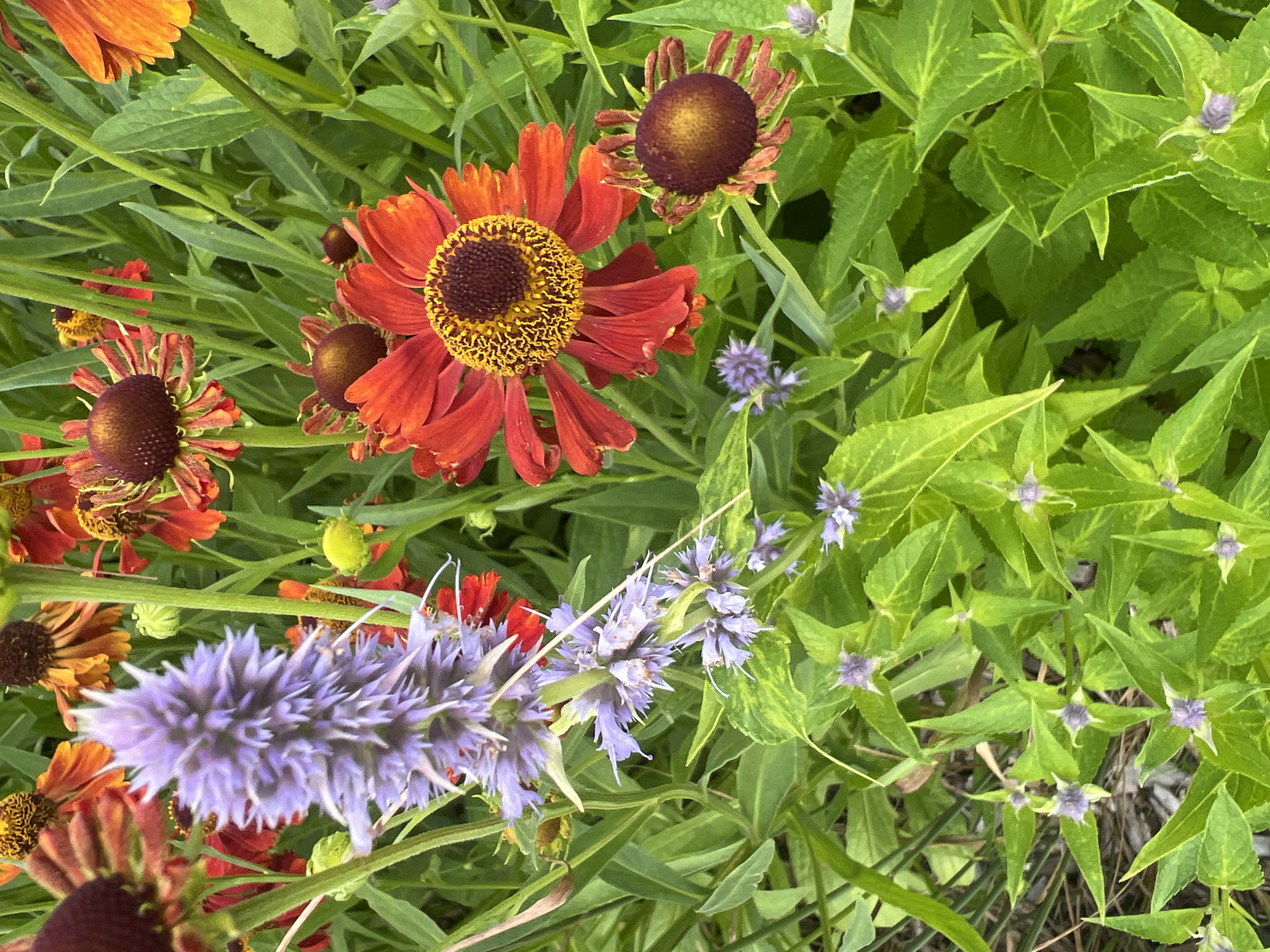 The image displays a close-up view of a garden with a variety of flowers and foliage. Dominant in the frame are bright orange-red flowers with prominent, dark brown centers and yellow accents, interspersed with green leaves and stems. To the left, a tall, spiky, pale lavender flower is visible, adding a contrasting color and texture. Smaller, delicate purple flowers with lighter centers are scattered throughout the lower portion of the image, nestled amongst vibrant green, pointed leaves. The overall impression is one of a lush, blooming garden, suggesting a temperate climate during a flowering season. The scene is devoid of any human presence or discernible urban elements, focusing solely on the natural elements of the plants. There is no information in the image to suggest its location in Vilnius, Lithuania.