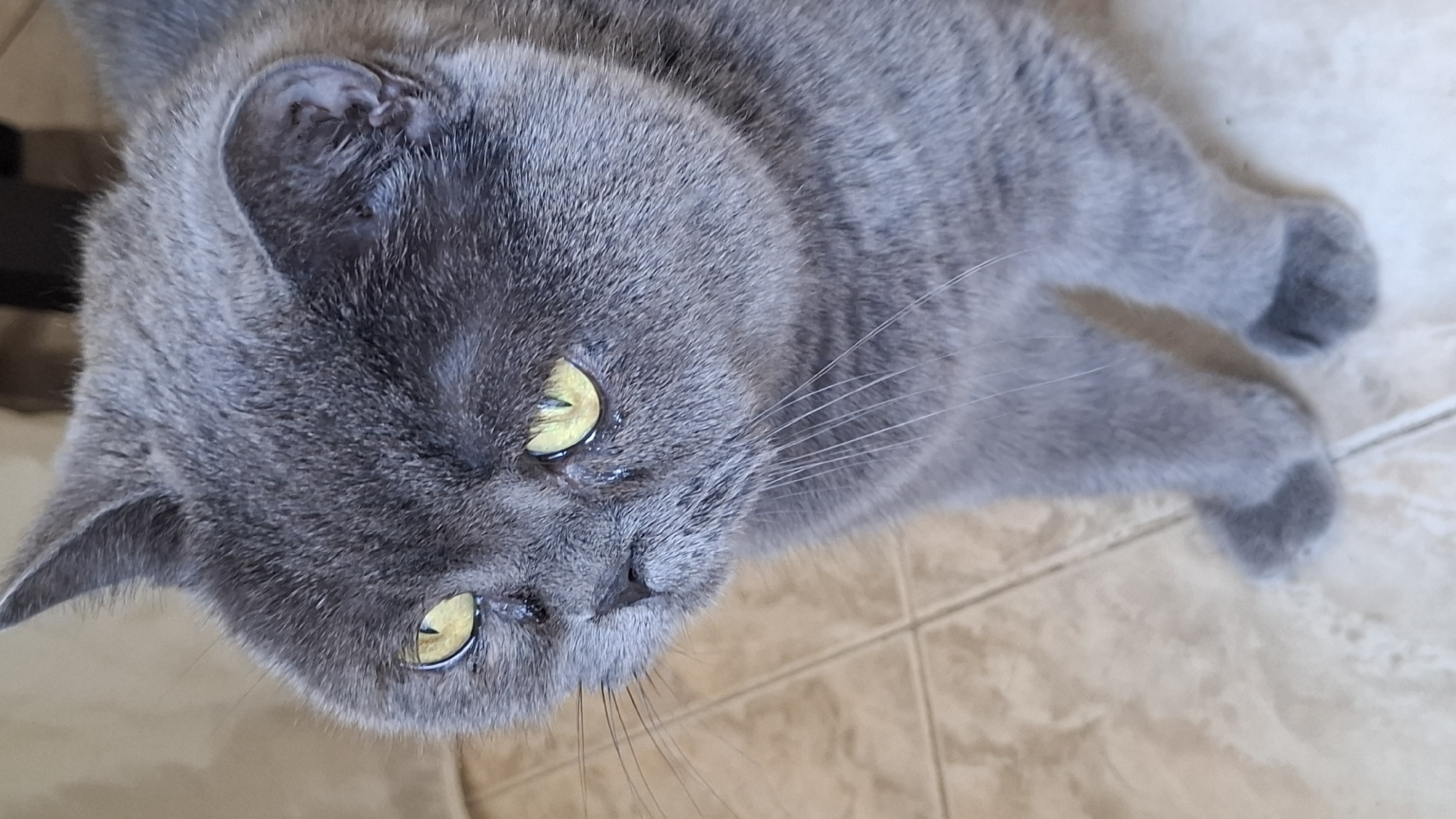 A gray British Shorthair cat with yellow eyes is lying on a tiled floor. The cat's head is tilted towards the camera. The location is not specified, so I can't include it.