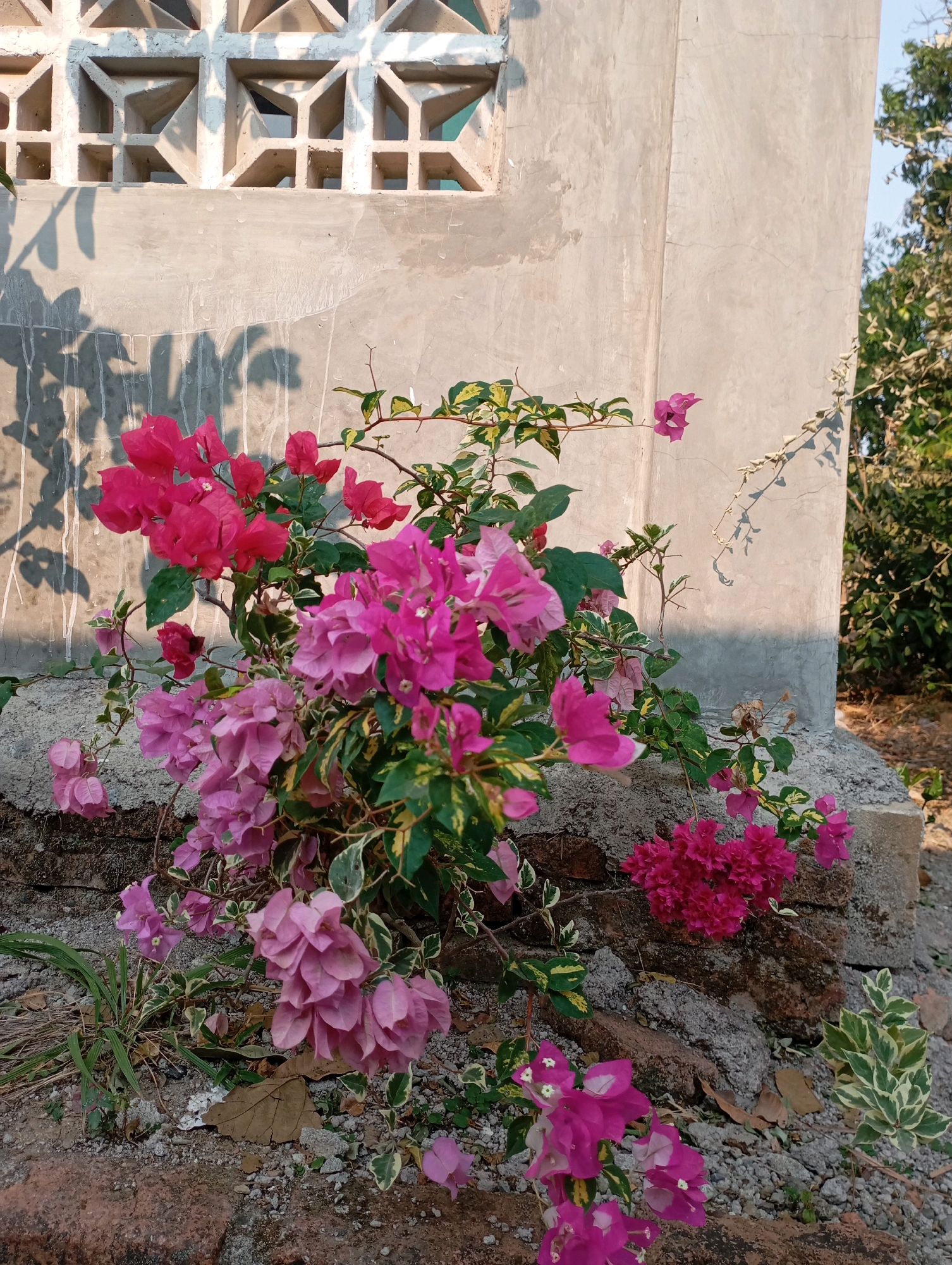 In the foreground, a cluster of vibrant pink and purple bougainvillea flowers is in full bloom, cascading from a plant with variegated green and yellow leaves. The flowers are a mix of bright fuchsia and softer lavender hues. The plant is positioned near a crumbling brick wall and some rocky debris. Behind the flowers, a textured, pale concrete wall rises, casting soft shadows from the bougainvillea's leaves. Above the concrete wall, a decorative concrete block vent with geometric patterns is visible, catching the sunlight. The background reveals a clear blue sky and the dense green foliage of trees. The scene appears to be an outdoor setting, possibly a garden or a courtyard, in the vicinity of Kecamatan Haurgeulis, Indonesia, given the tropical flora. There are no people present in the image.