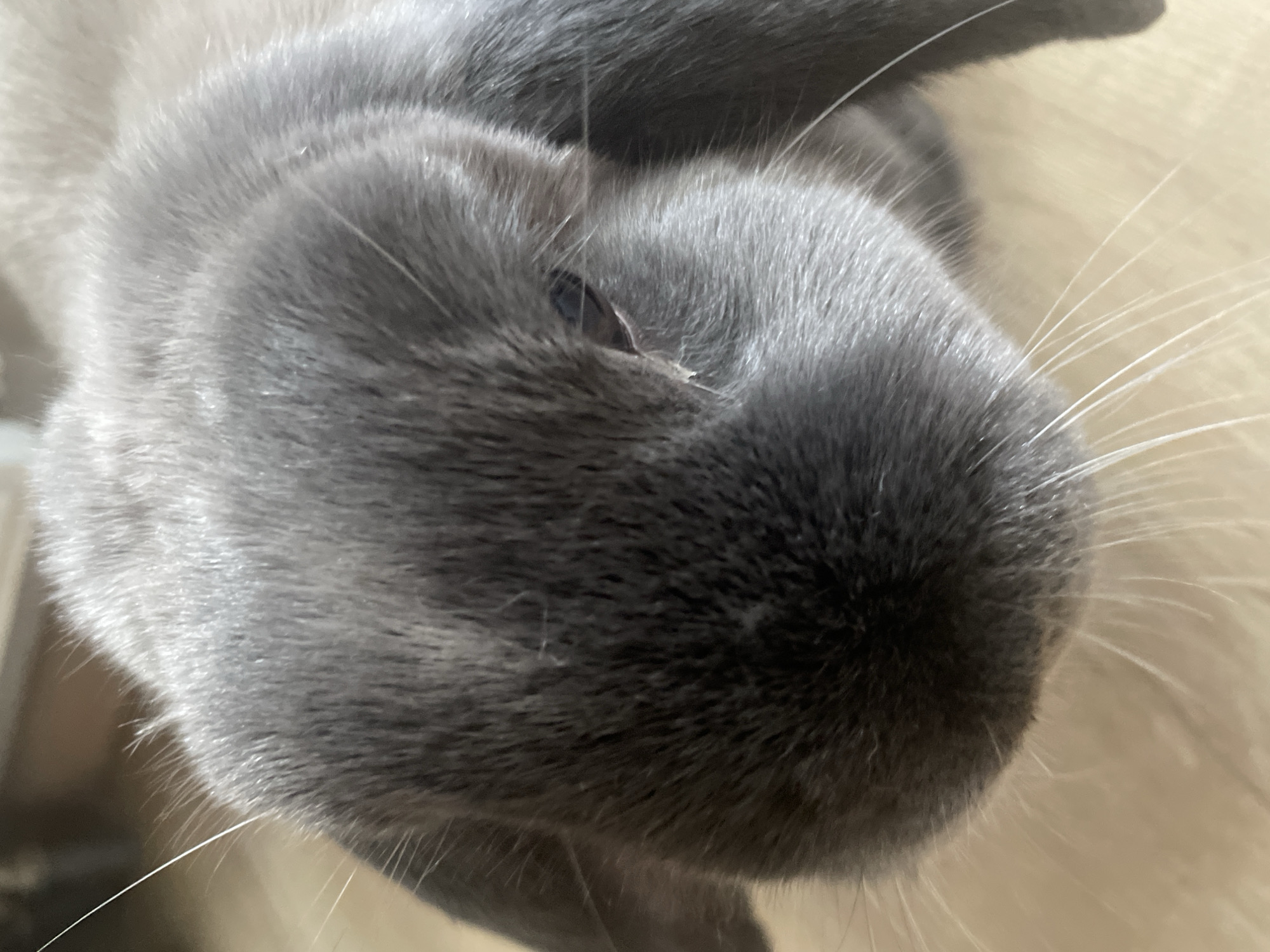 This media file is a close-up, high-angle shot of a grey cat's face, taken in Votkinsk, Russia. The cat's head is oriented such that its nose is pointed towards the top of the frame, giving the impression of it looking directly upwards or being viewed from a low angle while the cat is lying on its back. Its fur is a soft, uniform shade of grey, appearing dense and well-groomed.
The prominent features include the cat's nose and whiskered muzzle, which fill a significant portion of the image. One dark, partially visible eye can be seen on the right side of the image, peeking out from under the fur. Long, thin white whiskers extend outwards from both sides of its face, sharply defined against the fur and the blurred background.
The background consists of an out-of-focus, light-colored surface, possibly a wooden floor or light-colored furniture, suggesting an indoor setting. The lighting is bright and even, highlighting the texture of the fur and creating subtle shadows that add depth to the cat's features. The activity captured is the cat engaging with the camera, possibly out of curiosity. There is no visible text in the image. The cat's expression appears neutral and observant.