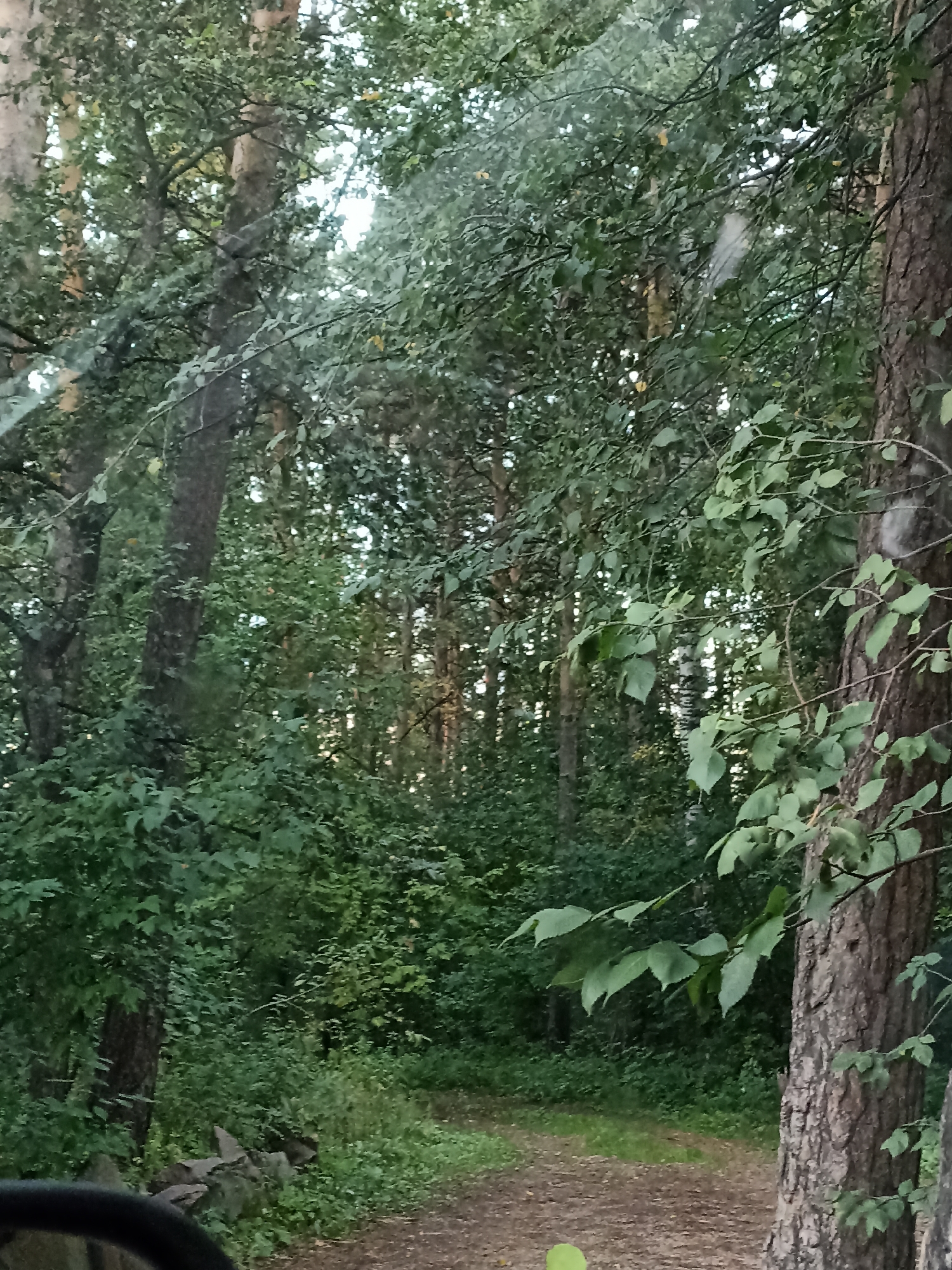 The image depicts a dirt path leading through a dense forest. Sunlight filters through the canopy, illuminating parts of the path and the surrounding trees. The trees are tall and varied in species, with thick trunks and abundant green foliage. Some of the trees are covered in lichen or moss, suggesting a humid environment. The path is uneven and appears to be used for walking or driving, as indicated by some tire tracks visible on the surface. There are no people or animals visible in the image. The overall impression is one of a secluded and natural environment, typical of a forest in the region of Mochische, Russia. The image appears to have been taken from inside a vehicle, as a portion of a steering wheel is visible in the foreground.