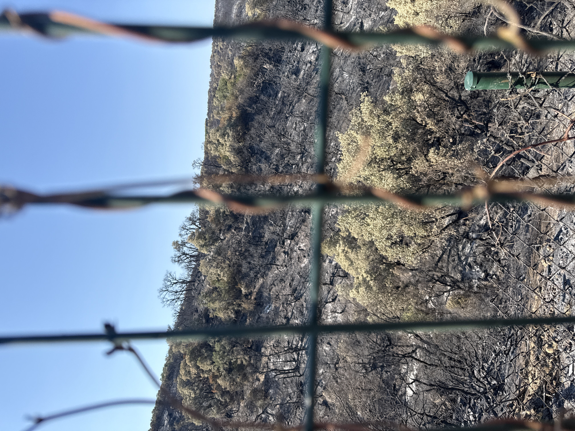 The image depicts a landscape in Mas Ambròs, Spain, showing a hillside covered in burnt trees and vegetation. The ground is black with ash, and many trees are skeletal, with bare branches. Some scattered green foliage is visible, suggesting regrowth or surviving vegetation. The scene is viewed through a green metal fence with some brown, vine-like elements in the foreground. The sky above is clear and blue. The overall impression is one of destruction and the aftermath of a fire.