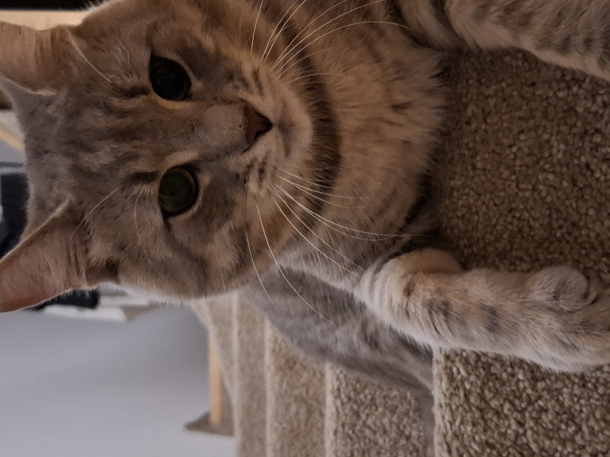 A close-up shot captures a grey tabby cat resting on a beige carpeted staircase. The cat's head is turned slightly towards the camera, with its green eyes looking forward. Its fur exhibits the characteristic tabby markings of stripes and swirls. One of its front paws is visible, resting on the carpeted step. The background is blurred but suggests an indoor setting with a hint of a wall and wooden railing, possibly in a residential area of Zemun Urban Municipality, Serbia.
