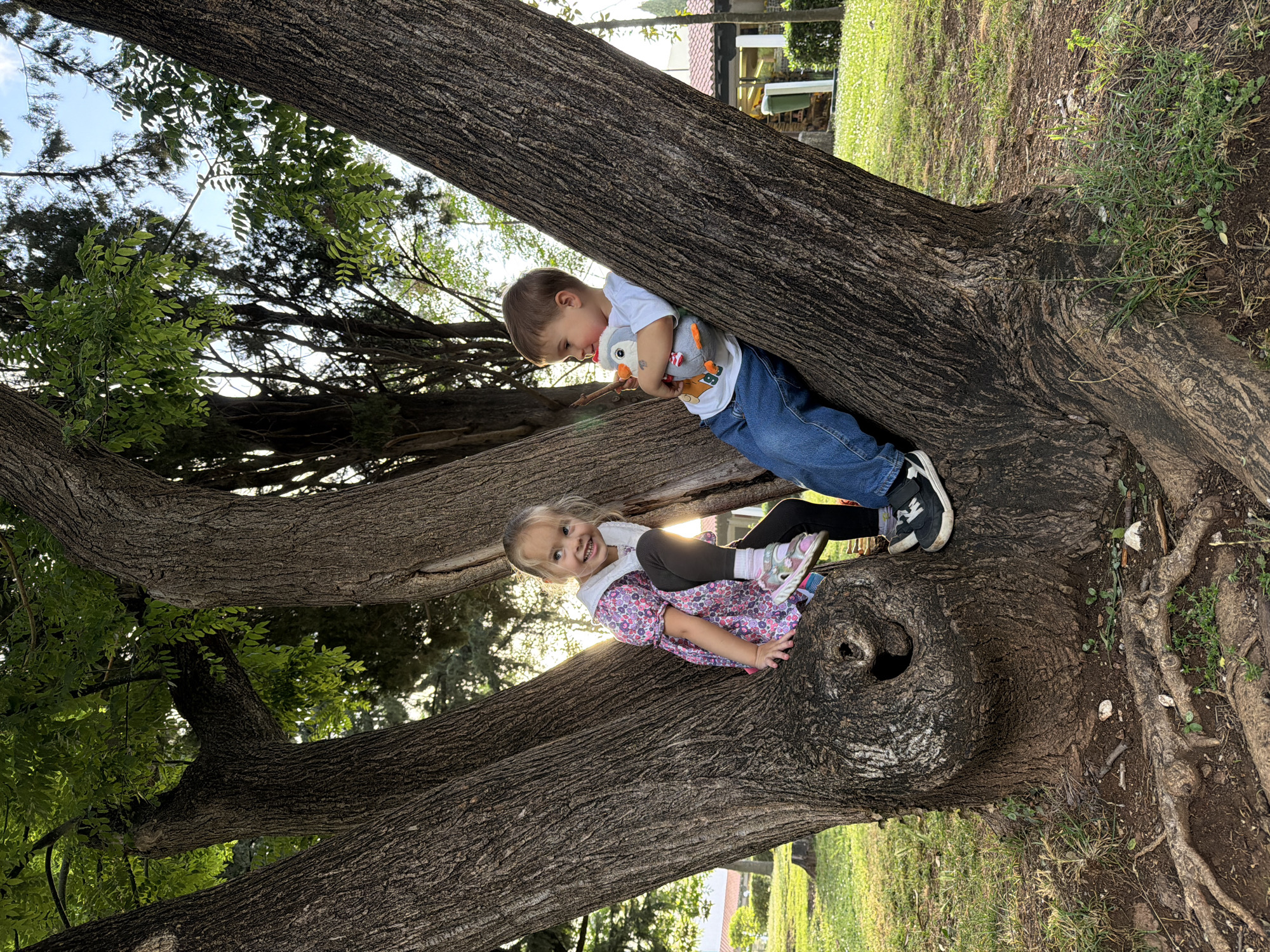 The image shows two children in a large tree in an outdoor setting. A young boy, wearing a white t-shirt and blue jeans, holds a plush toy. He leans against a large tree branch. A girl in a floral dress and leggings sits in a hollow of the tree. The tree has thick, gnarled branches and bark. The surrounding area is green with grass. Based on the foliage and architectural style of the buildings faintly visible in the background, this photograph was most likely taken in the city of Budva, Montenegro.