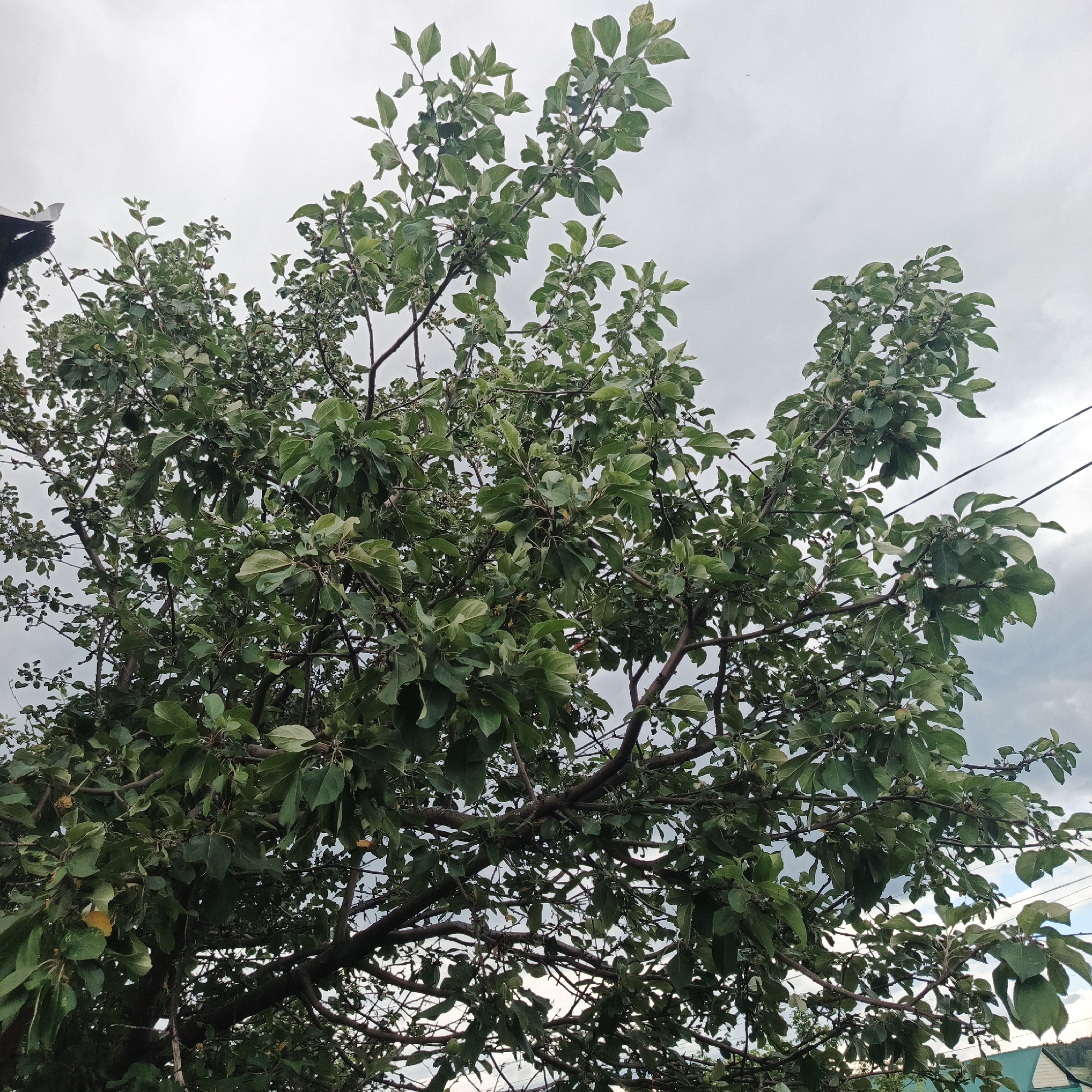 The image depicts an apple tree laden with small, unripe green apples, set against a cloudy, overcast sky. The tree's branches are dense with lush green leaves, creating a full canopy. Some yellowing leaves are visible, suggesting the approach of autumn. Two power lines are strung across the upper right portion of the frame. In the bottom right corner, a portion of a green-roofed building is visible, hinting at a rural or suburban setting. The overall mood is natural and serene, with the cloudy weather suggesting a possibility of rain. There is no text visible in the image. The scene is likely taking place in Podlubovo, Russia, as indicated by the location context.