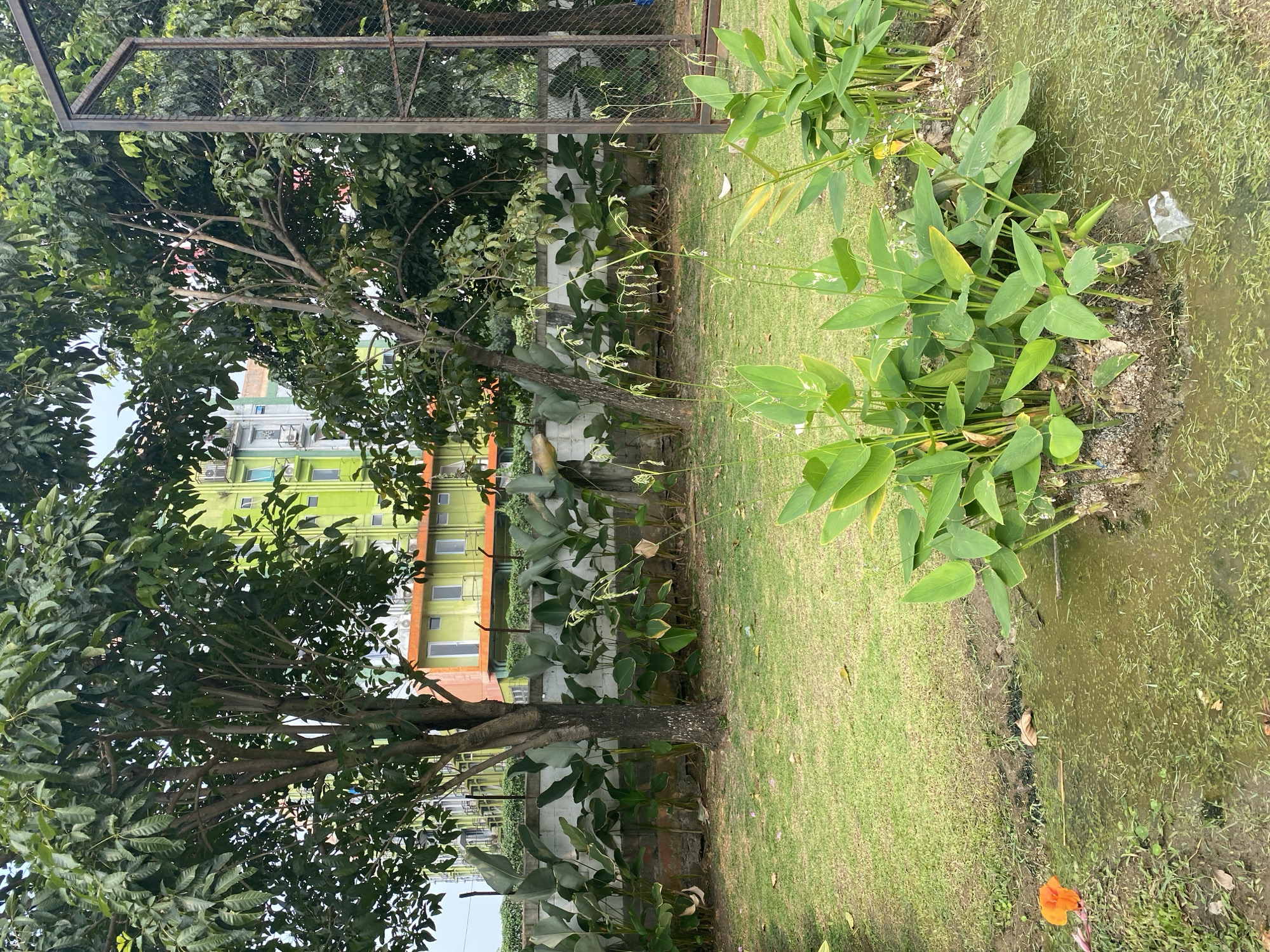 The image shows an outdoor scene in a park-like setting. In the foreground, there is a small body of stagnant water with some green vegetation growing in it. To the right of the water, a cluster of large-leafed green plants are visible. A bright orange flower is also present near the water's edge on the left. The middle ground features a well-maintained green lawn with a few fallen leaves. Several trees are scattered across the lawn, with one prominent tree in the center. Behind the lawn and trees, a white brick wall runs horizontally, topped with a row of broad-leaved plants. Beyond the wall, a section of a building complex is visible, featuring brightly colored facades in green and orange, with multiple windows. A dark metal cage-like structure stands on the far right of the image, partially obscured by trees. The sky is overcast. The scene is likely located in a developed urban area given the presence of the buildings. Based on the provided context, this location is in East Jakarta, Indonesia.