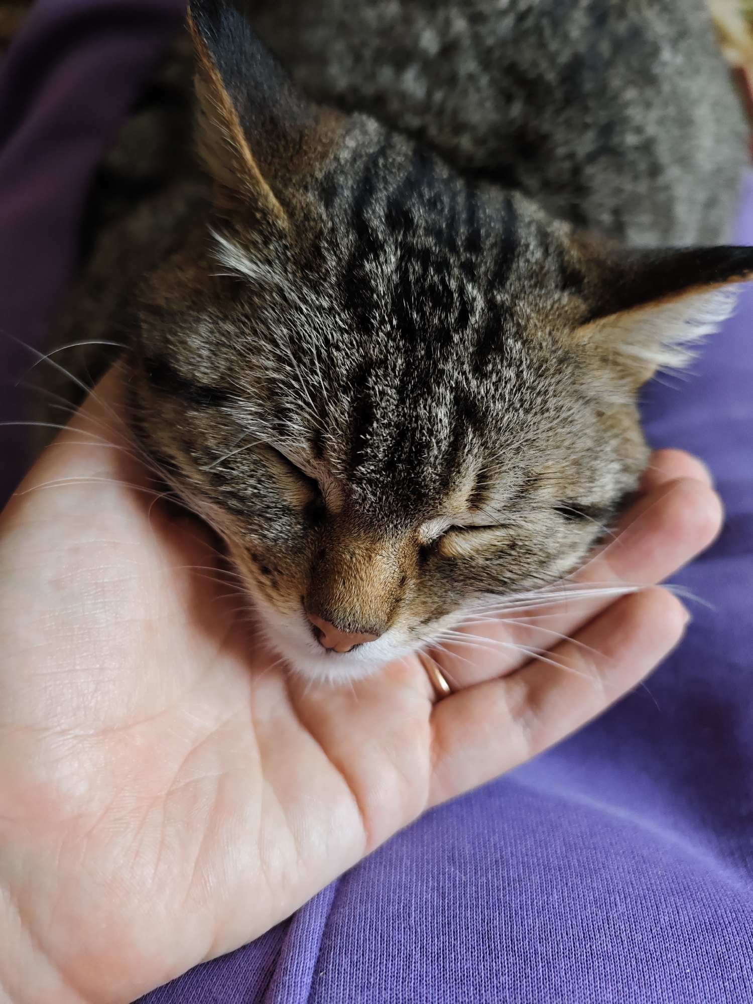 A tabby cat is lying with its head in a person's hand. The cat's eyes are closed, and its face is turned towards the camera. The person's hand is gently cradling the cat's head. The background is a purple surface. There is no information to confirm the location is Уральское, Russia.