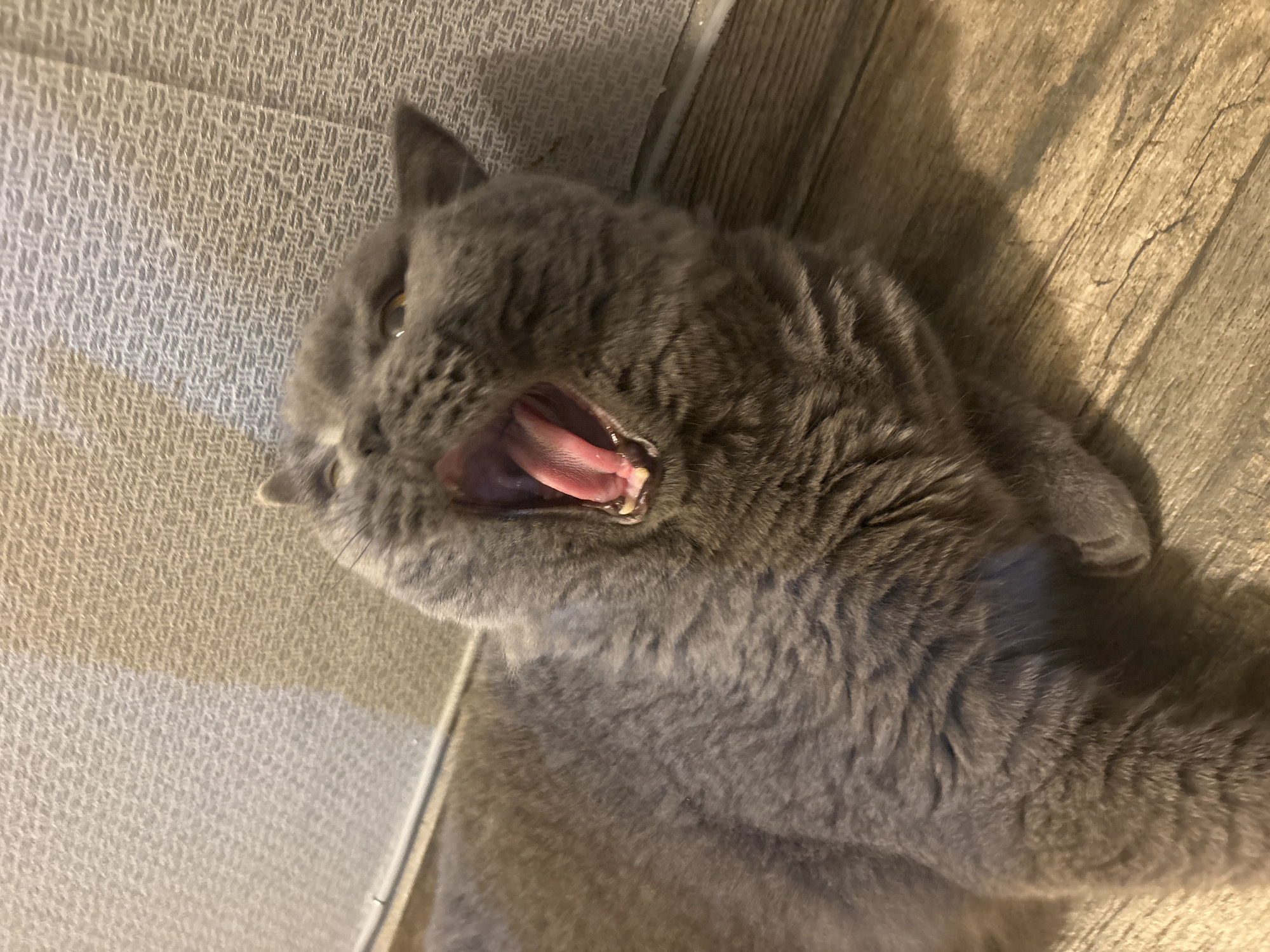 A grey cat is lying on its back on a floor. The cat's mouth is open. The location is Unknown, Unknown.