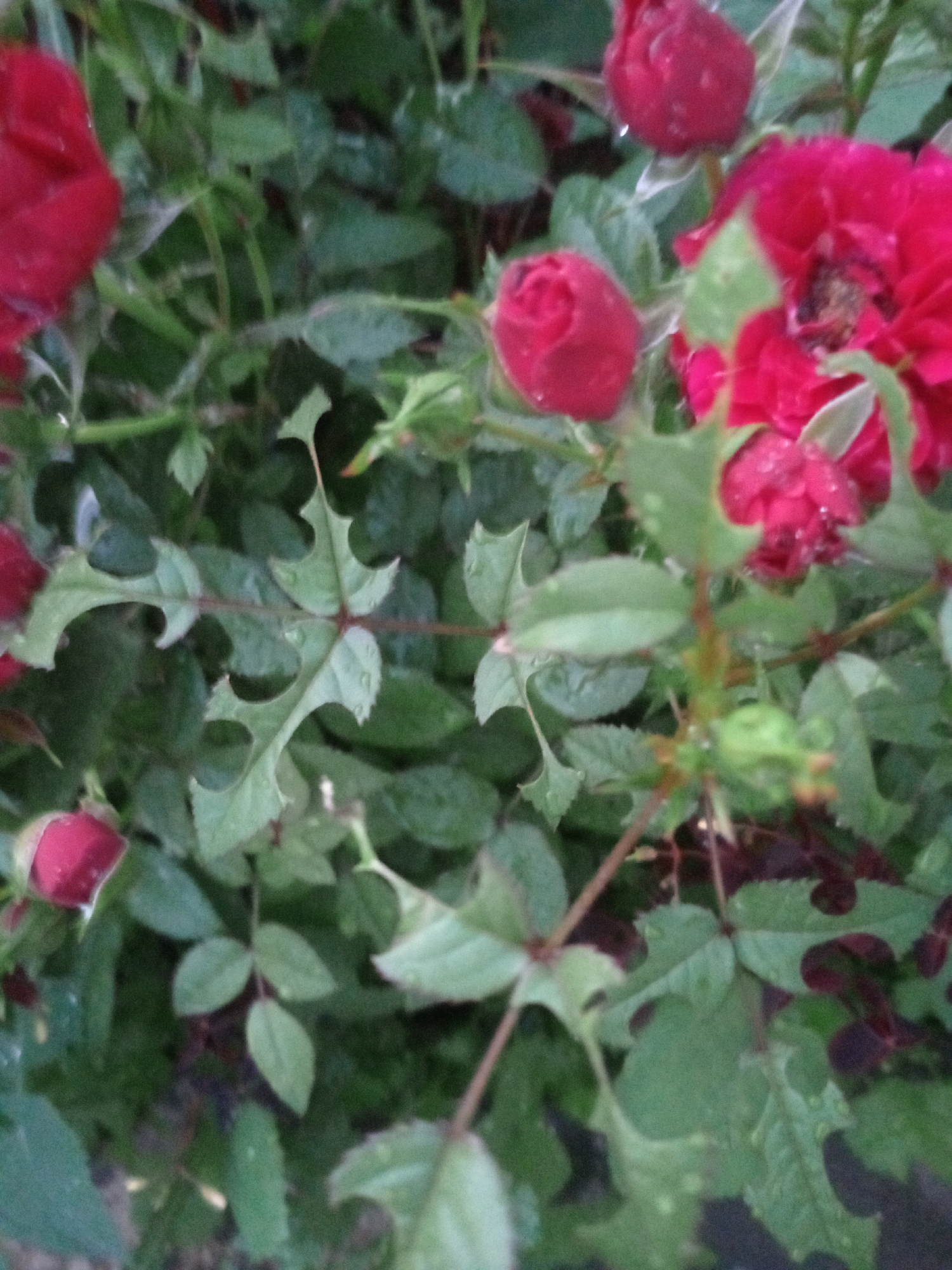 A close-up, outdoor shot shows several red rose buds and one partially open rose against a backdrop of green leaves. The petals of the roses appear wet, suggesting recent rain or dew. The leaves are varied in shape and size, with some exhibiting serrated edges. The overall lighting is soft and diffused, hinting at overcast conditions. The scene appears to be in a garden setting, possibly in Usman, Russia, given the provided context. There are no people or visible actions taking place.