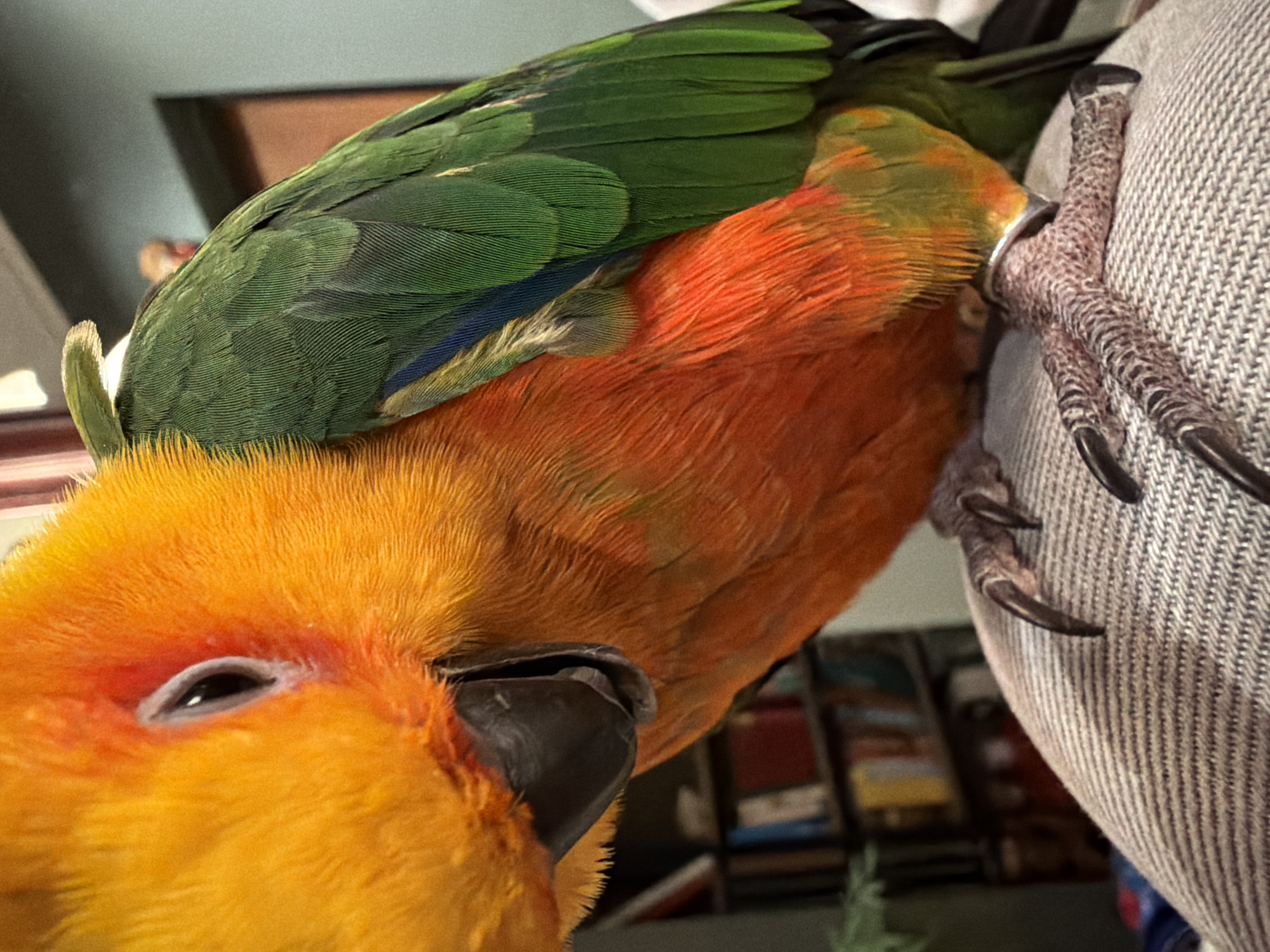 A close-up shot shows a colorful bird perched on a gray, striped fabric surface. The bird has yellow and orange plumage on its head and chest, transitioning into green wings. Its beak is dark gray. The bird's feet, with long, sharp claws, are gripping the fabric. The setting appears to be indoors, with blurred objects resembling books and shelves visible in the background. The location in the city of Khimki, Russia is not determinable from this image.