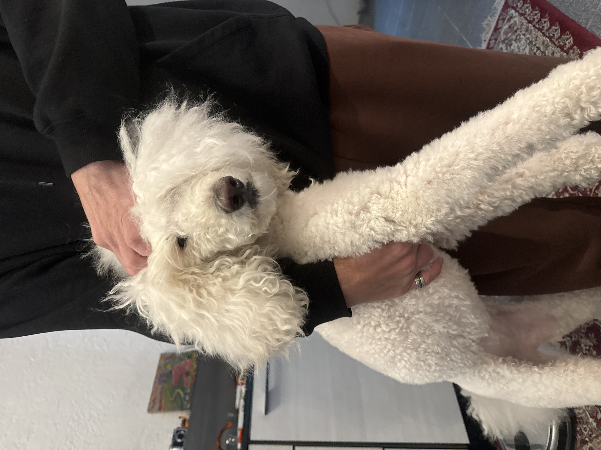 A medium-shot depicts a white Goldendoodle dog being held by a person. The dog is lying on its back, with the person's hands cradling its head and body. The person is wearing a black sweatshirt and brown pants. The background includes a white wall, a picture, a black object, and a glimpse of a rug. The location in the city of Krasnoyarsk, Russia, cannot be determined from the image.