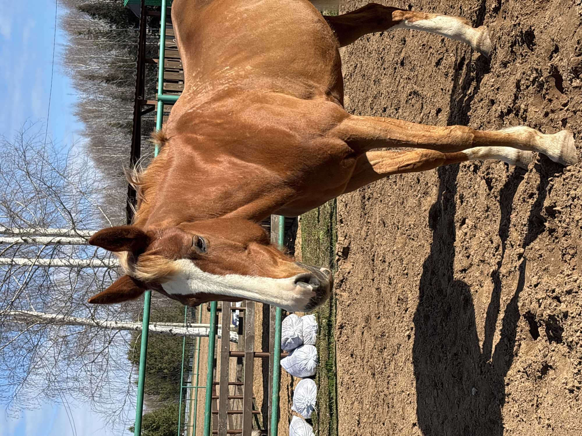 A tan horse with a white blaze stands in a dirt enclosure next to a green metal and wooden fence. Beyond the fence are leafless trees under a blue sky. The location is Русский Вожой, Russia.