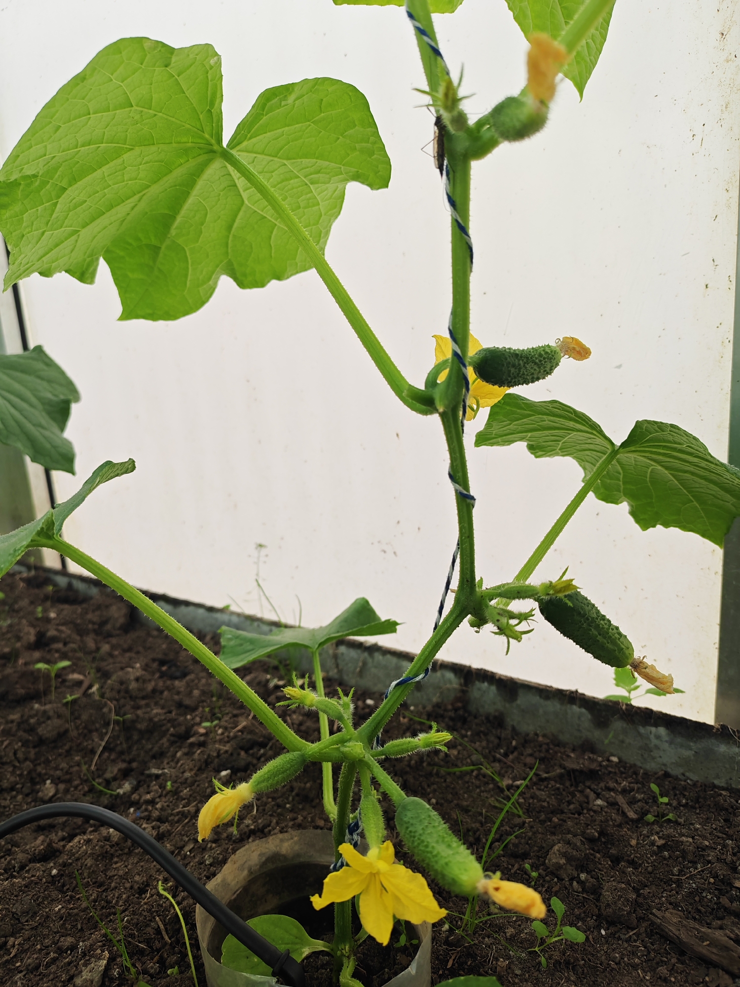The image depicts a cucumber plant growing inside what appears to be a greenhouse or enclosed growing space. The plant is approximately knee-high, secured to a support with blue and white twine. There are several small cucumbers visible, along with yellow flowers. The plant is situated in dark soil, possibly in a container or raised bed within the greenhouse. A black irrigation tube is visible near the base of the plant. The background is a blurred white or translucent material, presumably the walls or roof of the greenhouse. The location of the image being Rybolovo, Russia, is not evident in the imagery and is based on external information. There are no people visible in the image.