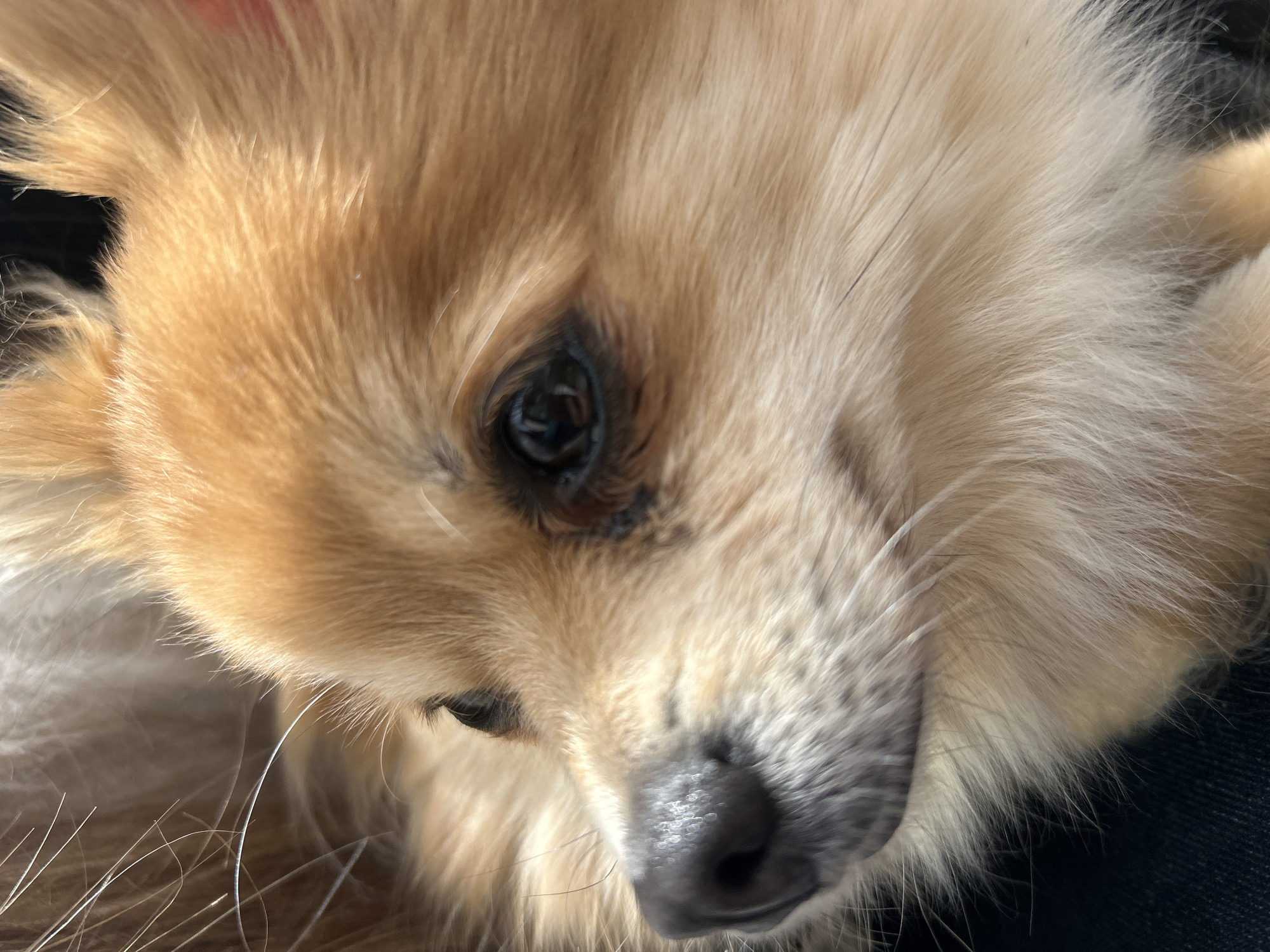 A close-up photograph shows the face of a light-brown Pomeranian-type dog. The dog's right eye is prominently visible, a dark and glossy orb reflecting light. The dog's fur appears soft and fluffy. The nose is wet and dark. There is no indication of the location as Varshets, Bulgaria, or any other specific place.