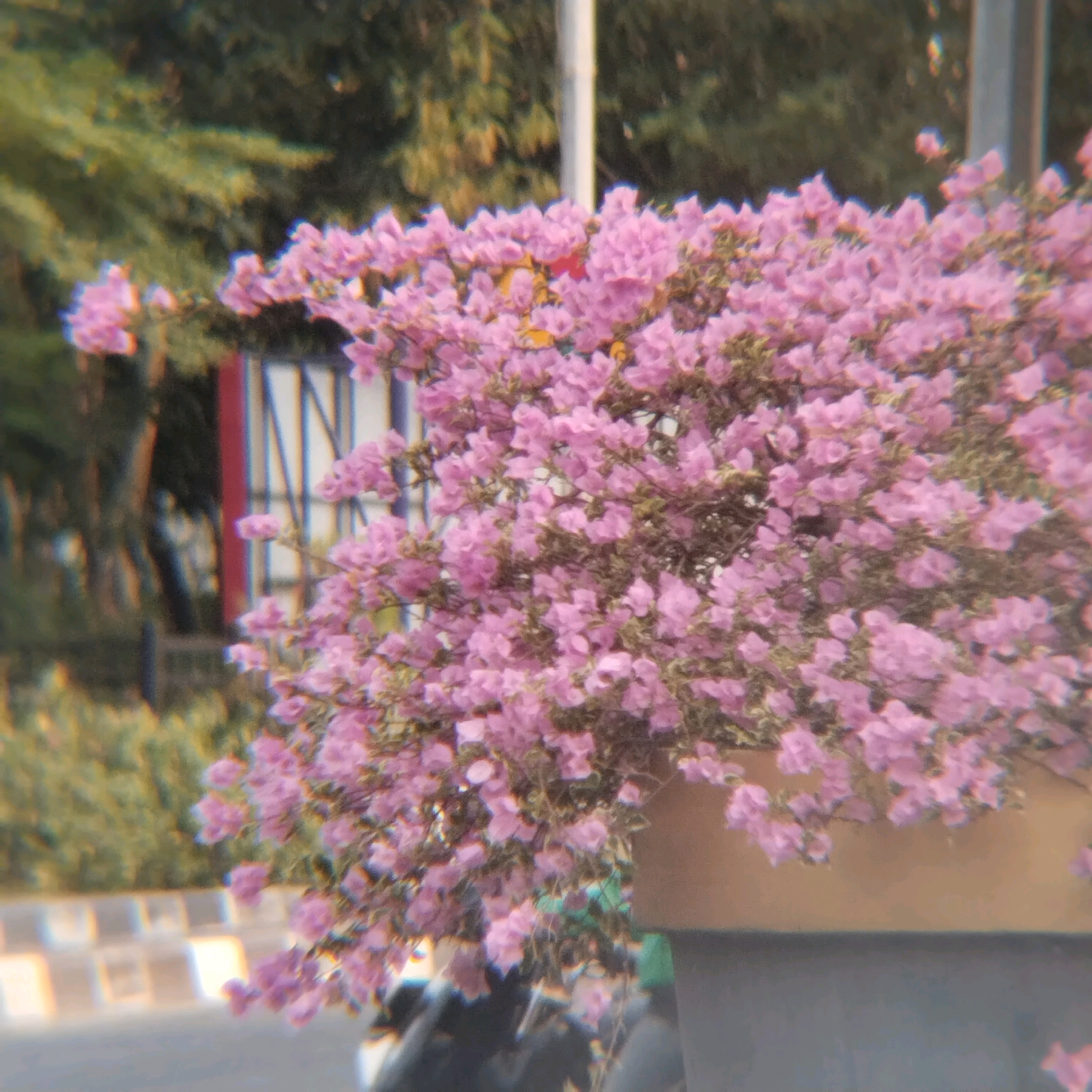 A medium shot captures a flowering plant with abundant small pink blossoms, likely bougainvillea, in the foreground. The plant is situated in a planter, partially visible at the bottom right. Behind the plant, a blurred background shows green foliage and a white pole. In the mid-ground, a red and white striped structure is visible, suggesting it might be part of a building or fence. The image has a soft focus and a slight chromatic aberration, giving it an artistic or vintage quality. The overall scene appears to be an outdoor urban setting. Based on visual cues commonly found in the city, such as bougainvillea which is widely planted in public spaces, the presence of a traffic barrier and what looks like a concrete sidewalk or road, this scene is likely located in a park or a street side area in Surabaya, Indonesia. No people are clearly identifiable in the image.