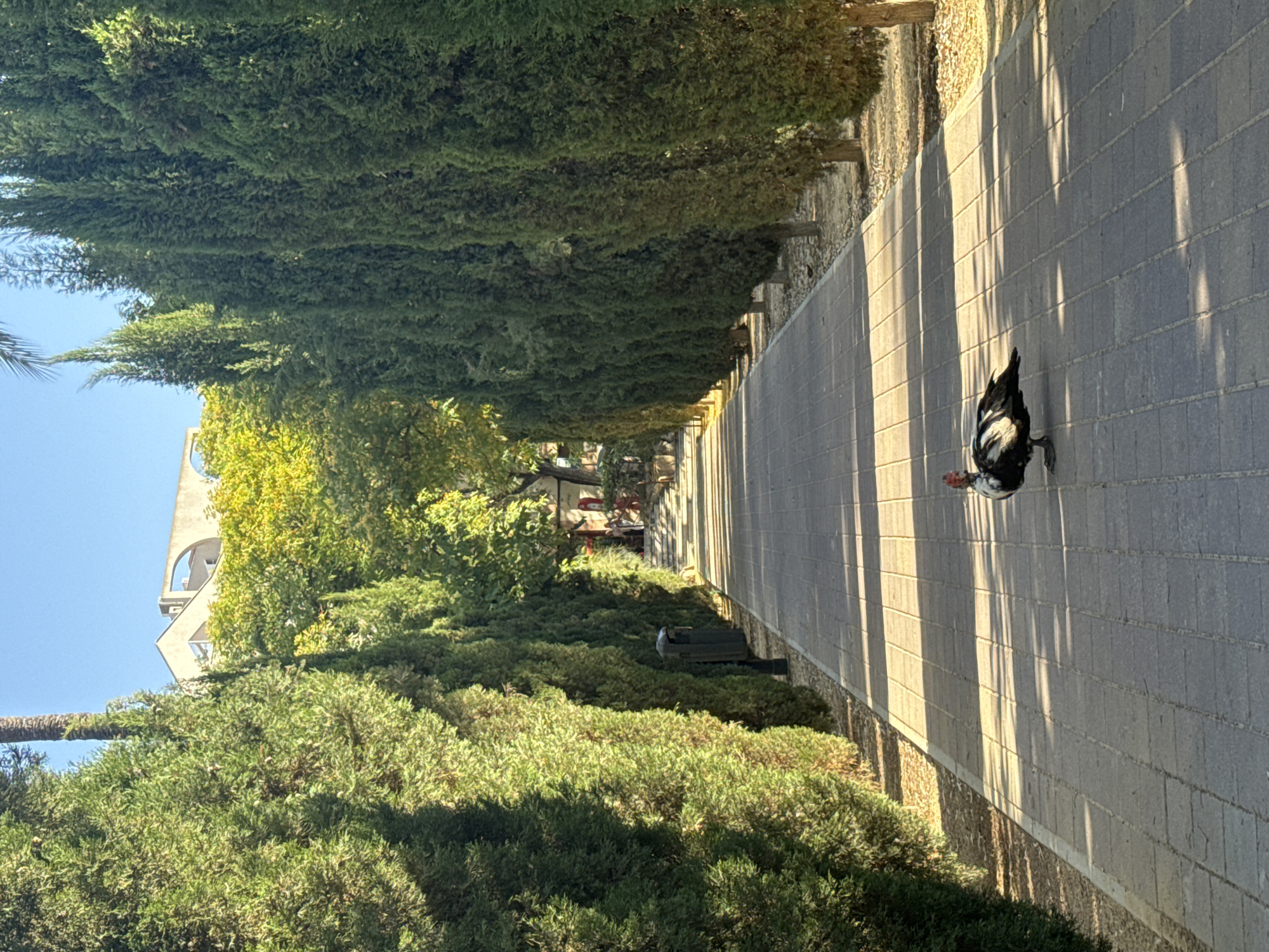 The image shows a paved walkway lined with tall, manicured cypress trees on both sides. The walkway leads towards a building in the distance, partially obscured by trees. A single Muscovy duck stands in the middle of the walkway, facing left. The sun is casting long shadows across the path. The sky is clear and blue. This scene is consistent with the pathway leading into the Jardín de la Constitución, a park located in the city of Murcia, Spain.