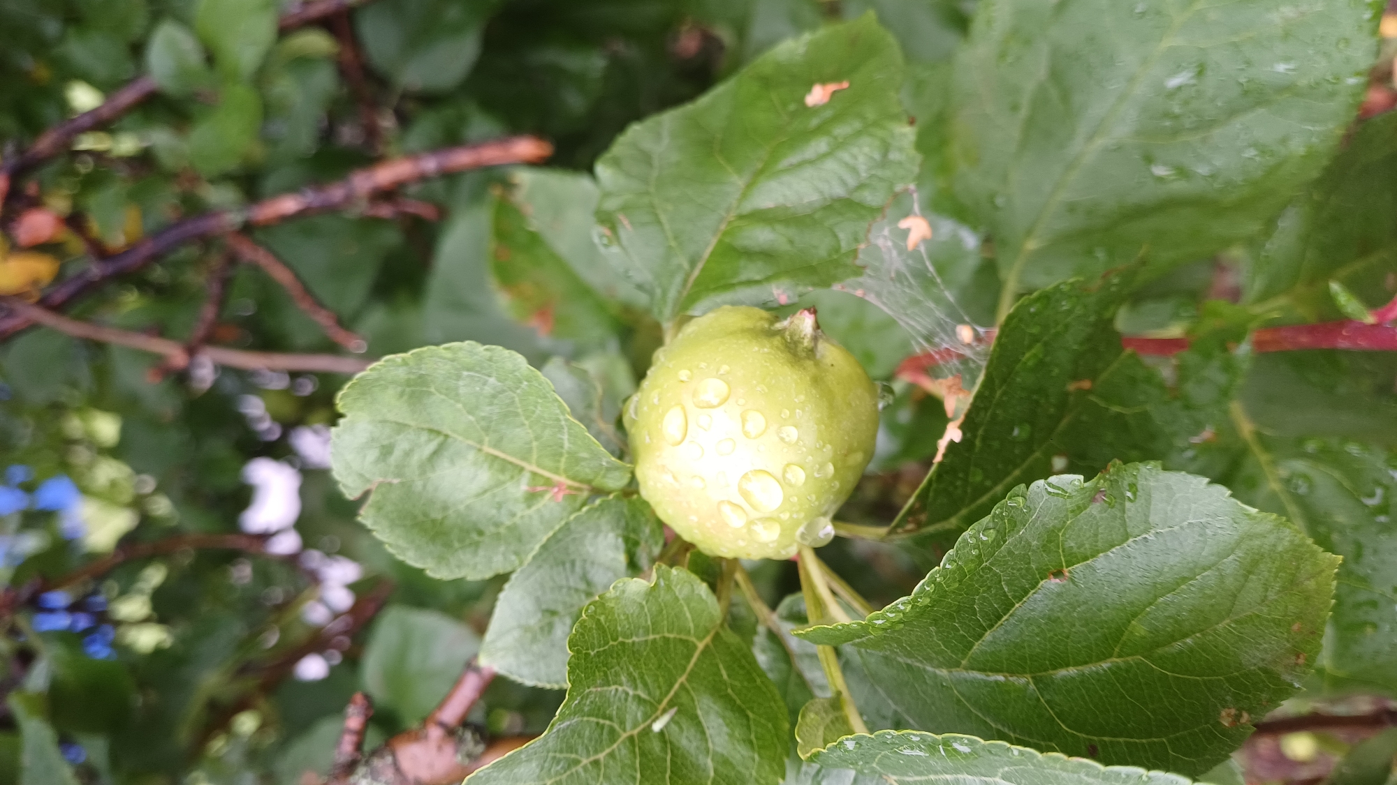 A close-up, eye-level shot focuses on a single, unripe green apple covered in water droplets, hanging from a branch amidst lush green leaves. The apple is centrally located in the frame, with its surface glistening from the moisture. The surrounding foliage is dense and vibrant, suggesting a natural, outdoor setting, possibly a garden or orchard in the village of Podgornoye, Russia. The lighting is diffused, indicating an overcast or shaded environment, likely after a rain shower, as evidenced by the water on the fruit and leaves. The background is softly blurred, with hints of branches and other foliage, creating a shallow depth of field that accentuates the apple and its immediate surroundings. There are no people or animals visible in the image, and no specific actions or interactions are depicted. The scene is static and tranquil.