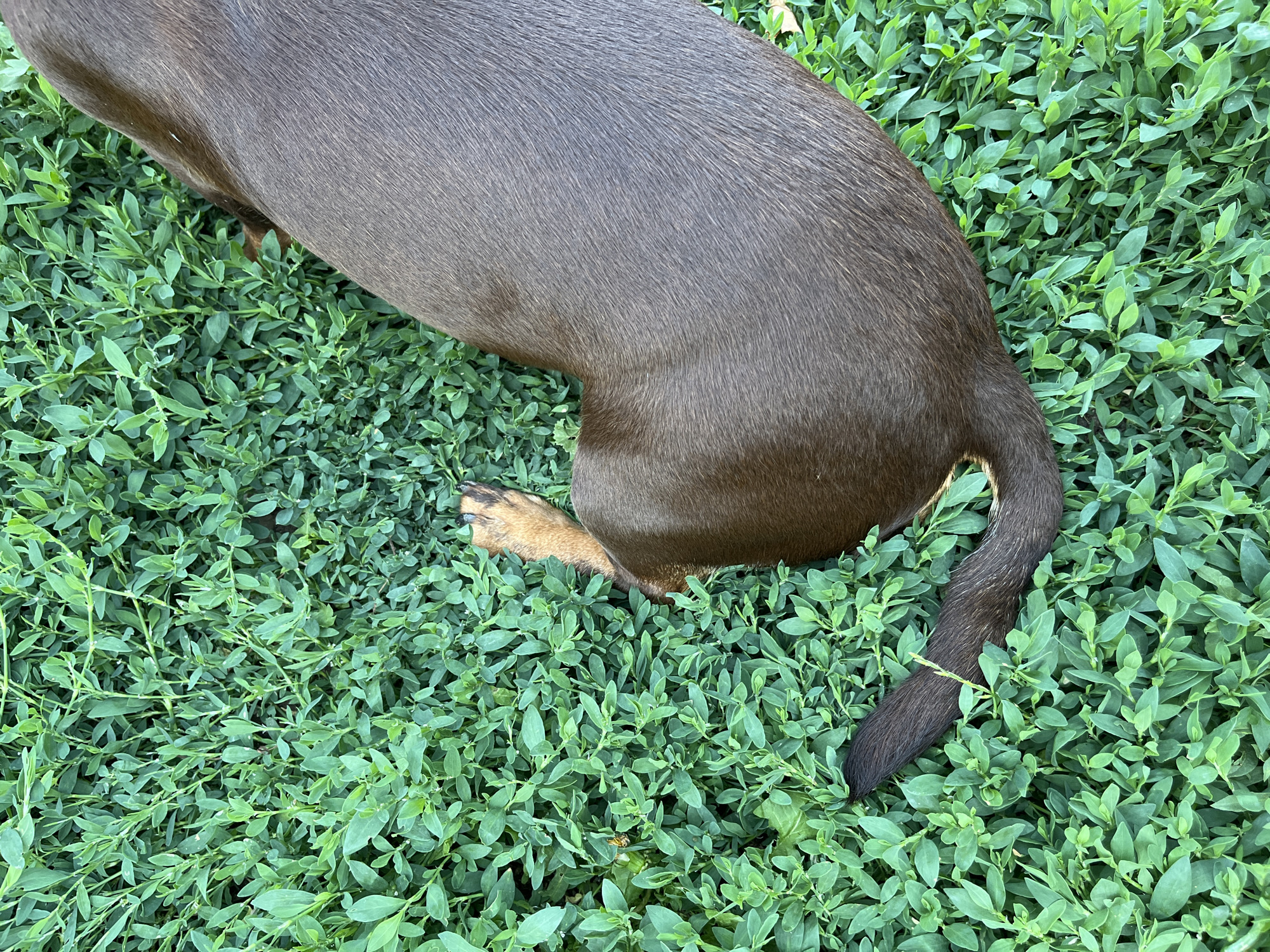 A brown dog is lying on a bed of dense, green foliage. The dog's hindquarters, tail, and a portion of its hind leg are visible. The dog's fur is a deep brown, and its tail is dark and tapers to a point. The dog's hind leg, which is peeking out from the greenery, has lighter brown fur on its paw. The foliage is characterized by small, ovate leaves that are tightly packed together, creating a lush carpet. The lighting suggests an outdoor setting, possibly during daytime. There are no people visible in the image. This scene does not contain any specific landmarks or elements that would allow for determination of its location within the city of Kotovo, Russia.