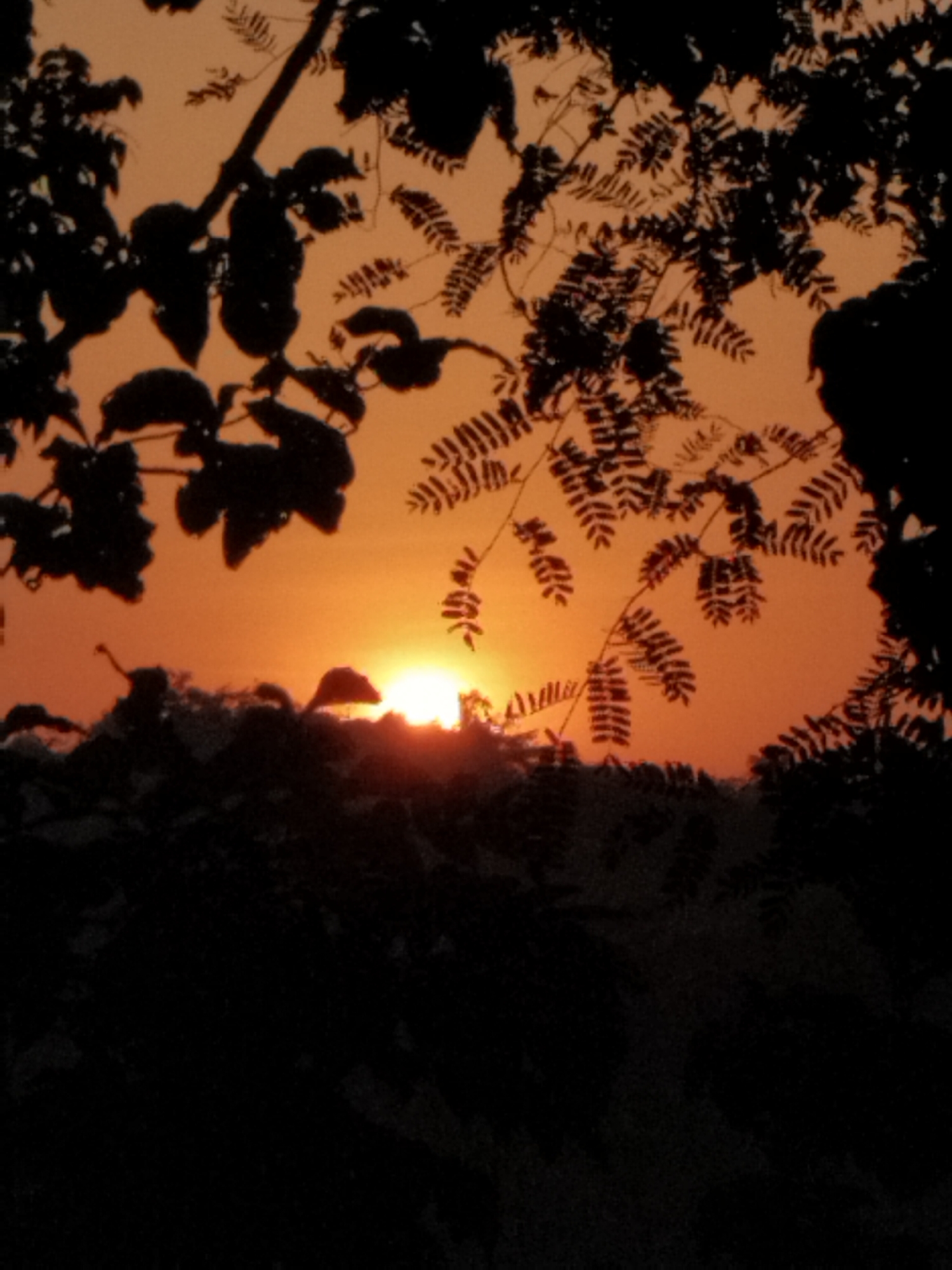 A low-angle, silhouette photograph captures a sunset behind foliage. The sun is a bright, glowing orb low on the horizon, casting an orange hue across the sky. The foreground is dominated by the dark silhouettes of leaves and branches of trees, framing the sky and the setting sun. The middle ground shows a dark, hilly landscape with more silhouetted vegetation. The overall impression is one of natural beauty and tranquility, with the fading light of day creating a dramatic scene.