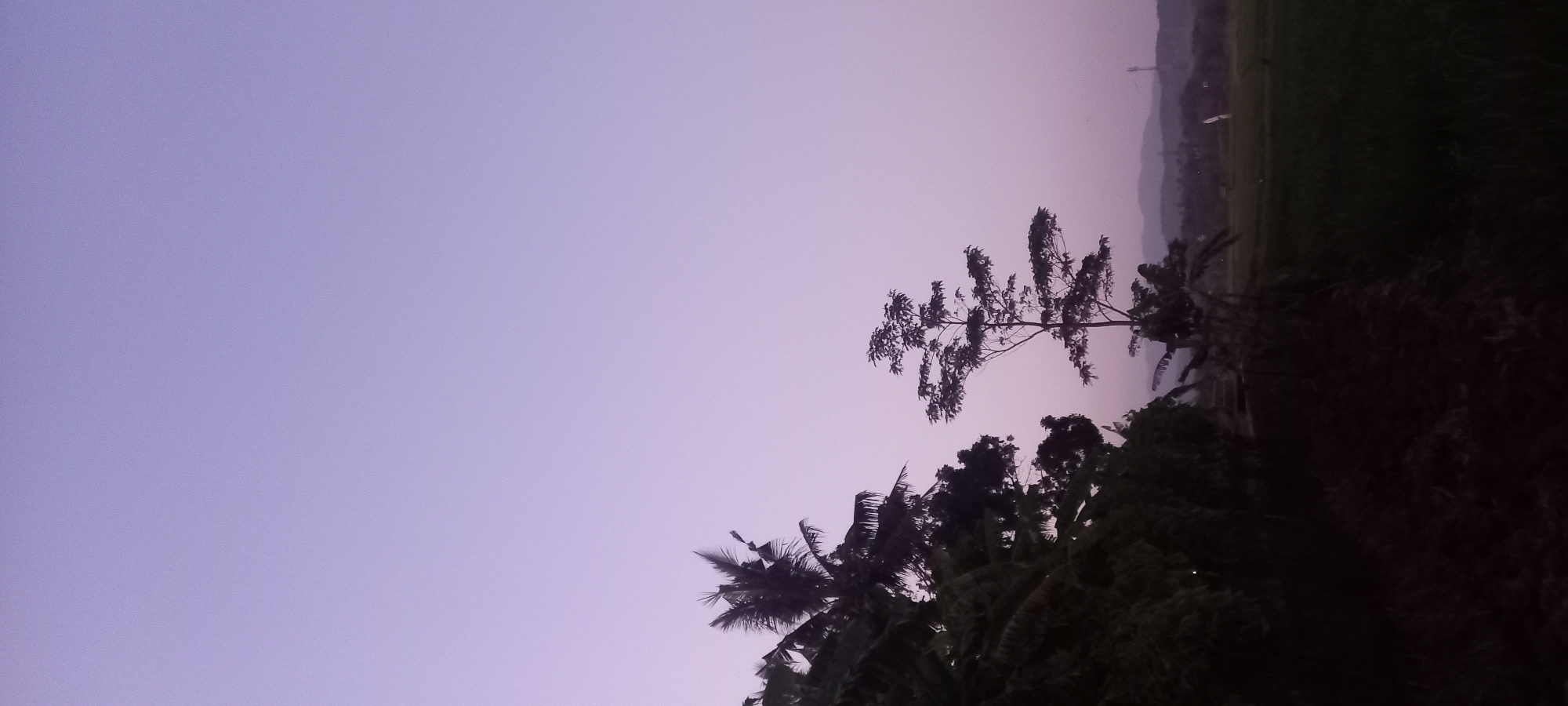 The image depicts a twilight scene in Sidamulya, Indonesia, featuring silhouetted trees against a pale purple sky. In the foreground, to the left, a cluster of dark foliage, possibly banana trees, dominates the frame. To the right of this, a taller, distinct tree with a broad, tiered canopy stands out against the lighter sky. The mid-ground reveals a landscape of rolling hills and what appears to be a rice paddy field, also silhouetted and appearing dark. In the far distance, faint outlines of mountains are visible, and a slender, dark structure resembling a tower or pole can be seen on the right side of the horizon. The overall impression is one of a serene rural evening.