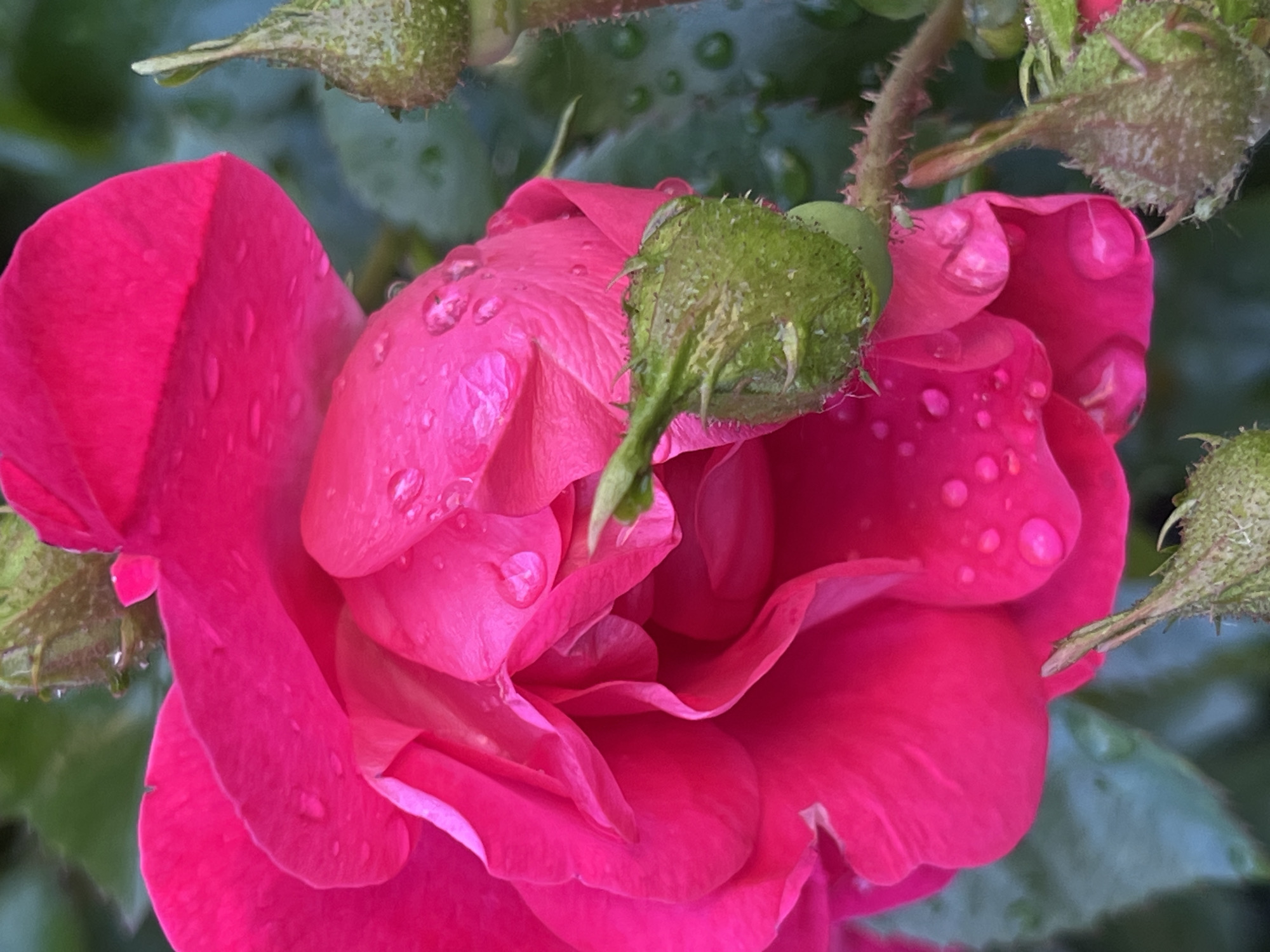 A close-up, eye-level, vertical shot captures a vibrant fuchsia rose in bloom, its petals adorned with water droplets. In the foreground, a spiky green rosebud, also with water droplets, is partially visible, with more buds and spiky stems in the background. The blurred green foliage behind the rose suggests a garden setting. This scene is consistent with the botanical gardens in Saint Petersburg, Russia, where such flora is cultivated. There are no people or animals present in the image.