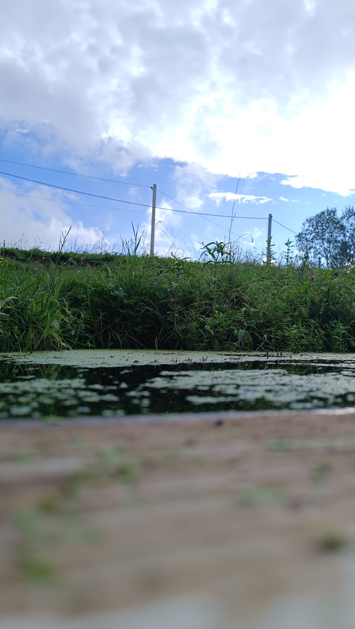 A low-angle, vertical, eye-level shot captures a body of water covered in green algae, with a wooden surface in the foreground. Behind the water is a lush green embankment, topped with tall grasses and some small plants. A fence with wooden posts and wires runs horizontally across the mid-ground. The sky above is a bright blue with scattered white and grey clouds. A solitary tree is visible on the right side of the frame. The scene appears to be outdoors, possibly in a rural or natural setting, with no people or specific identifiable city landmarks present.