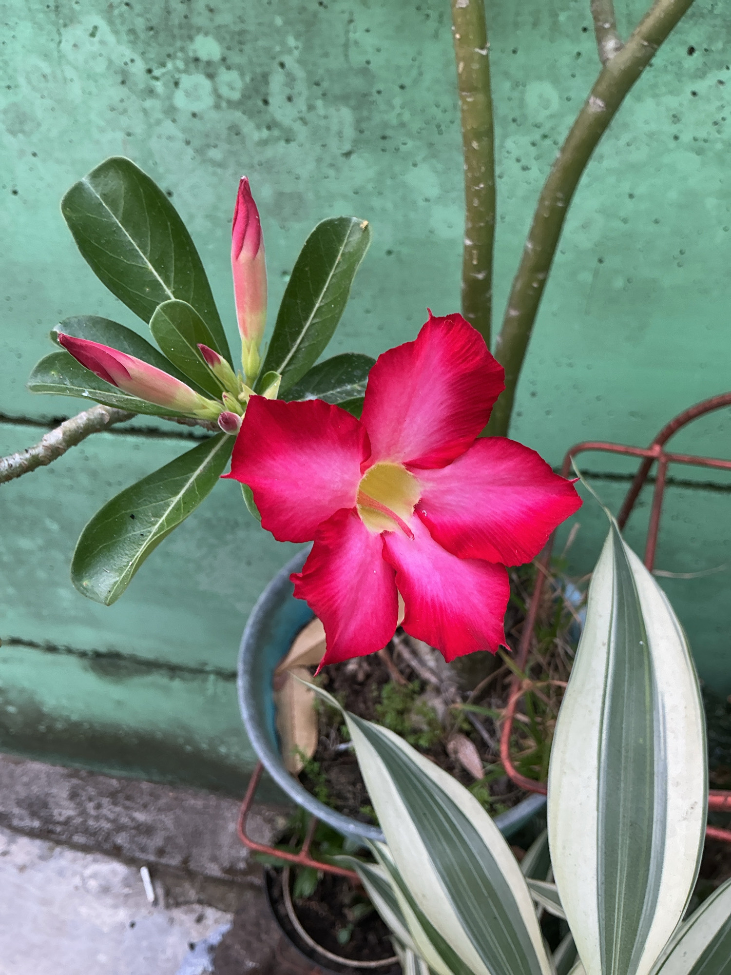 A bright pink Adenium flower, also known as a desert rose, is in full bloom, its petals unfurling to reveal a yellow center. It is surrounded by several tightly closed buds, also a vibrant pink. The flower and buds are attached to a thick, woody stem, which is part of a plant potted in a teal-colored container. The pot sits on a surface that appears to be a patio or sidewalk, with a textured gray concrete appearance. In the background, a weathered green wall forms the backdrop, its surface showing signs of age and possibly some water staining. To the right of the Adenium, another plant with long, variegated leaves, striped with green and cream, adds to the scene. The overall impression is that of a well-maintained flowering plant in an outdoor setting, possibly a garden or balcony in a residential area of Magelang, Indonesia. The lighting suggests it is daytime, with natural light illuminating the colorful bloom.